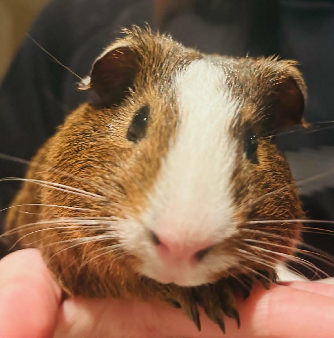 Enlarge Thelma and Louise bonded female pair of guinea pigs, a ADOPTABLE Abyssinian in Sauk Village, IL image 2/2