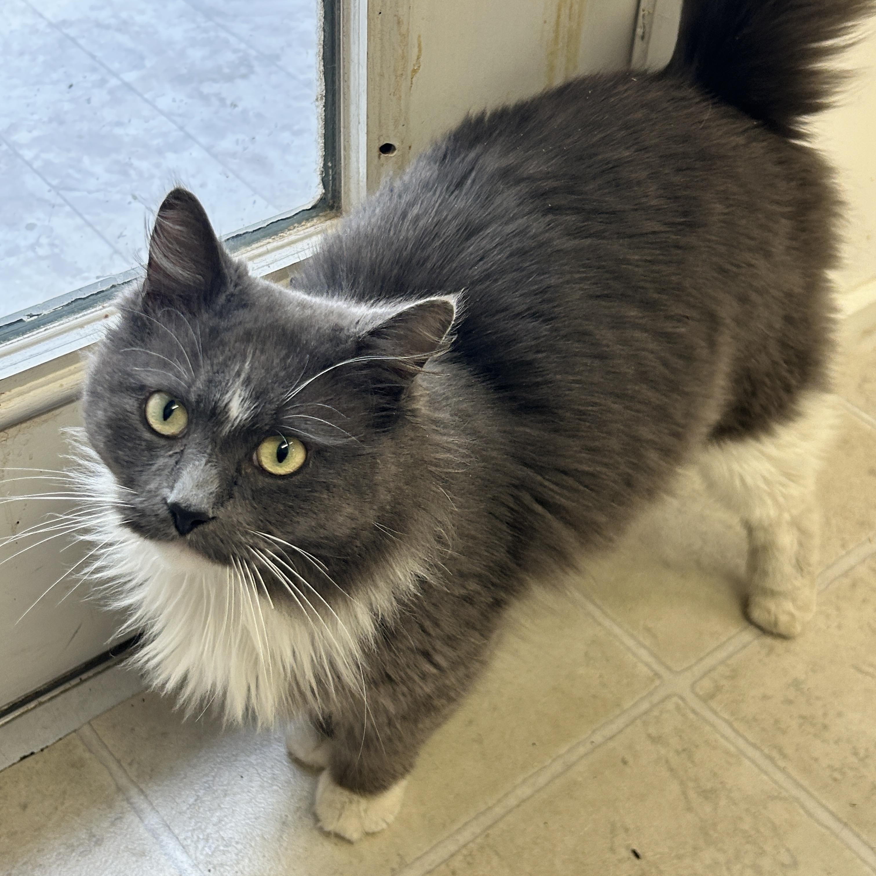 Stream , adopted, Young Male Domestic Medium Hair.