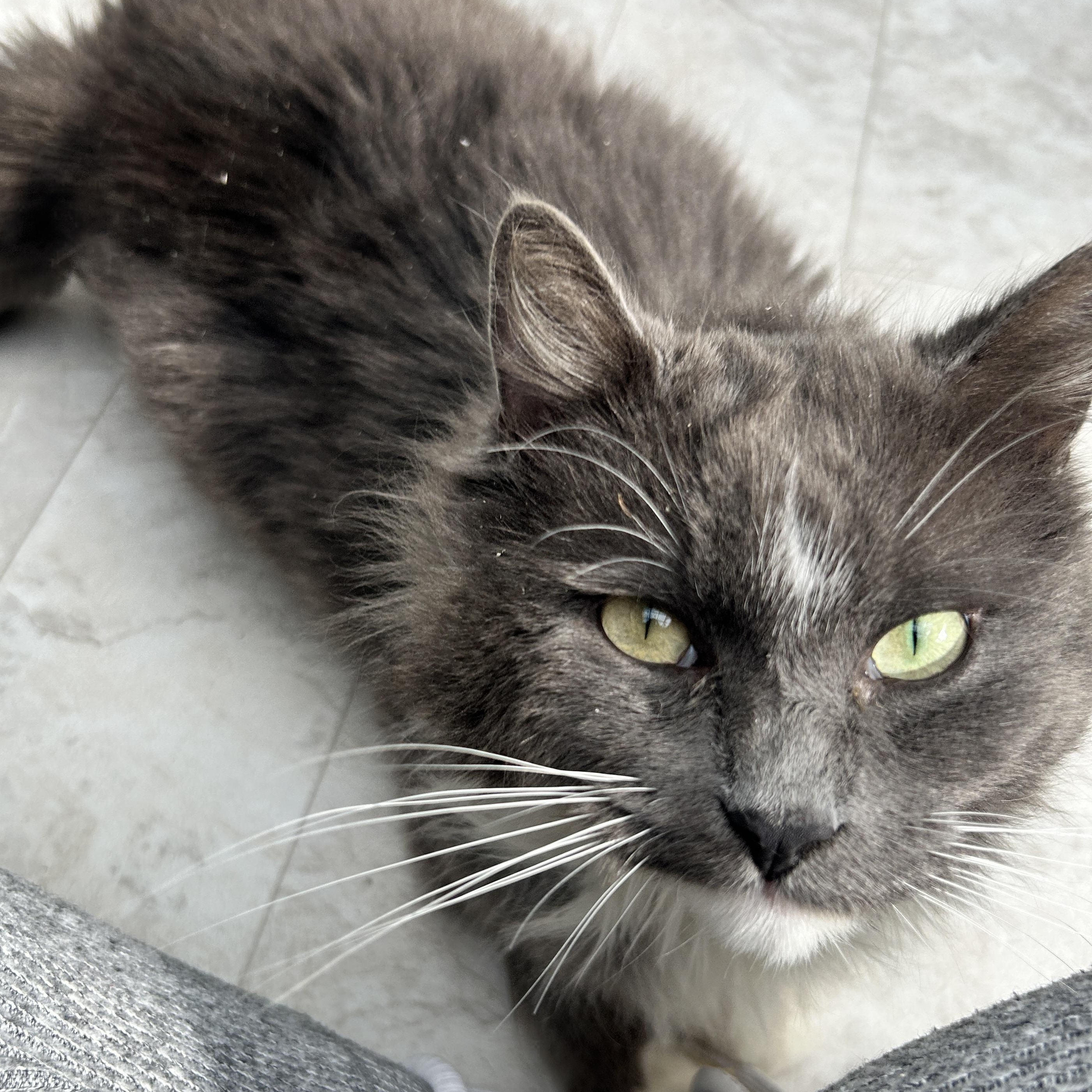 Enlarge Stream , an adopted Domestic Medium Hair in Maple Ridge, BC image 5/6