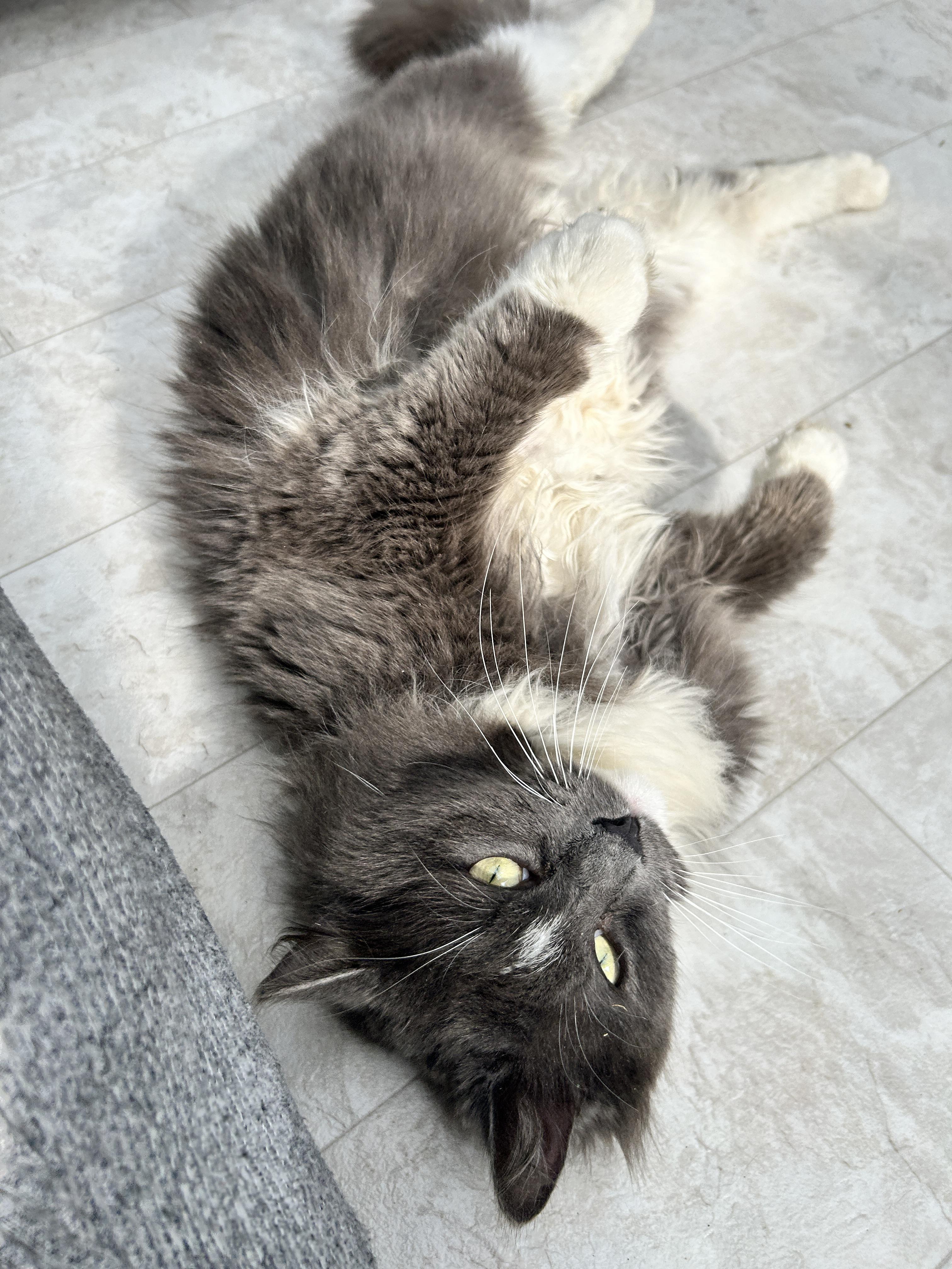 Enlarge Stream , an adopted Domestic Medium Hair in Maple Ridge, BC image 4/6