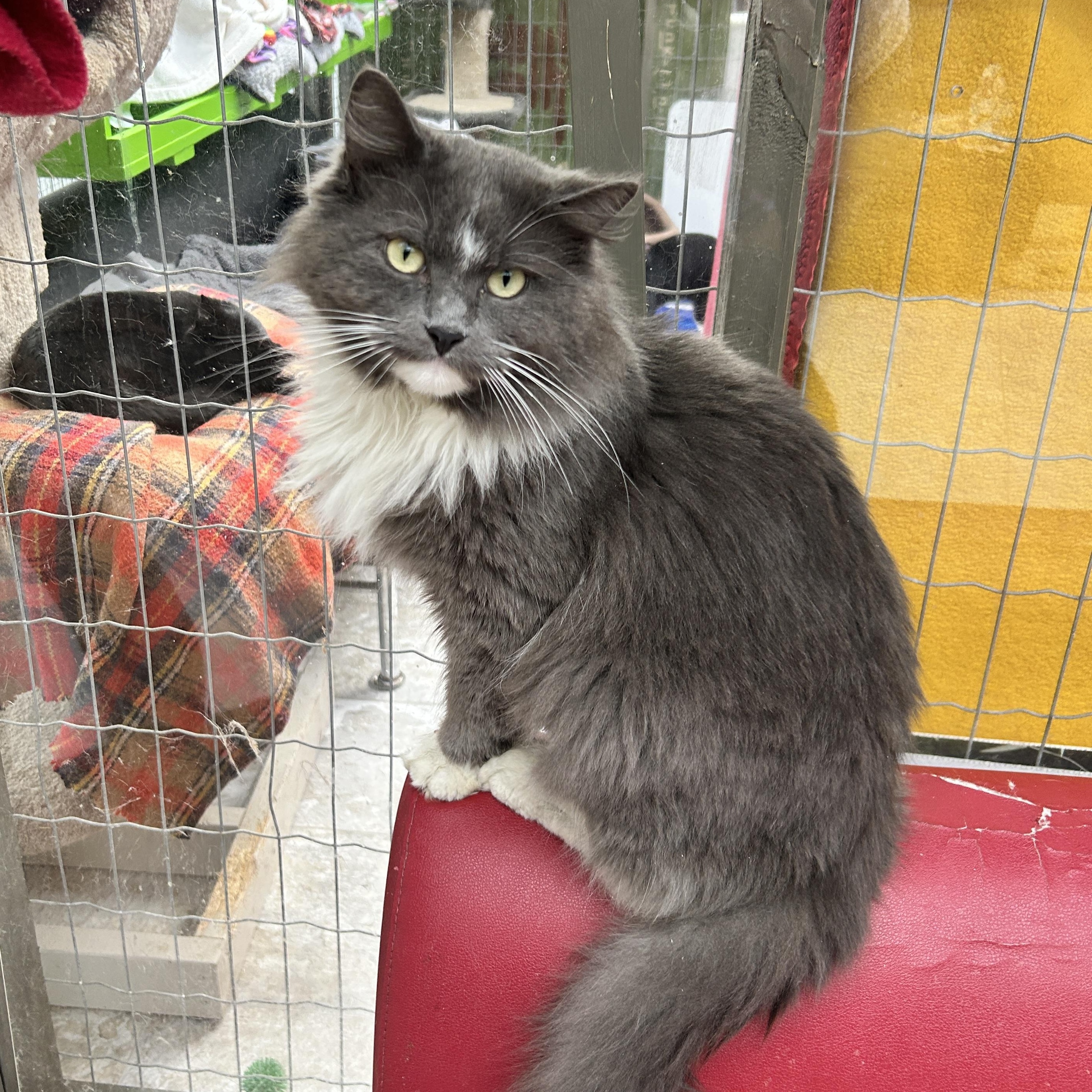 Enlarge Stream , an adopted Domestic Medium Hair in Maple Ridge, BC image 2/6