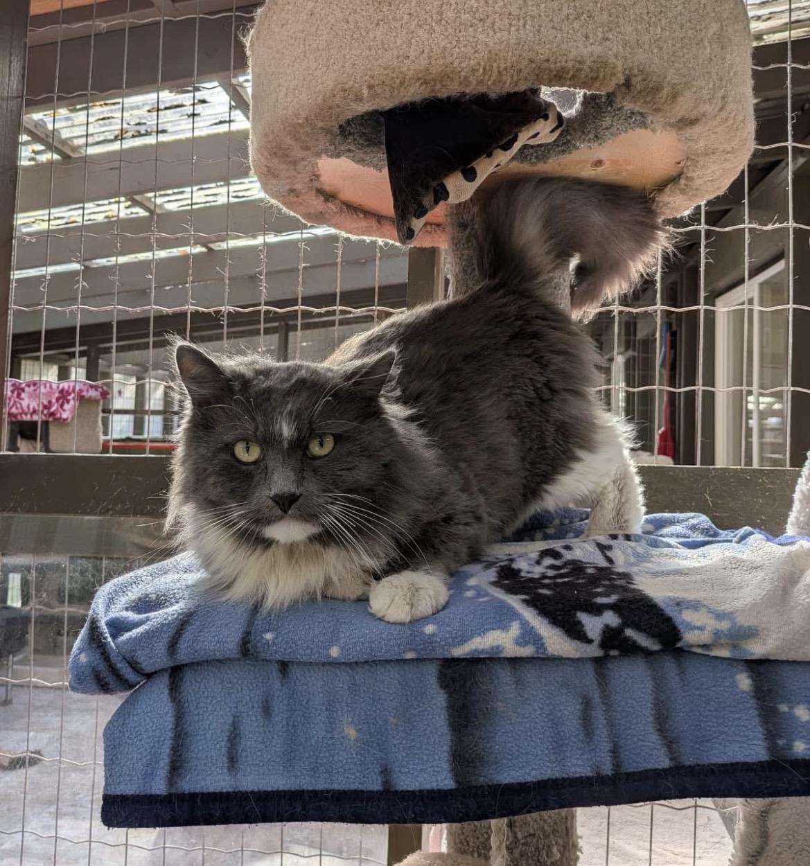 Enlarge Stream , an adopted Domestic Medium Hair in Maple Ridge, BC image 3/6