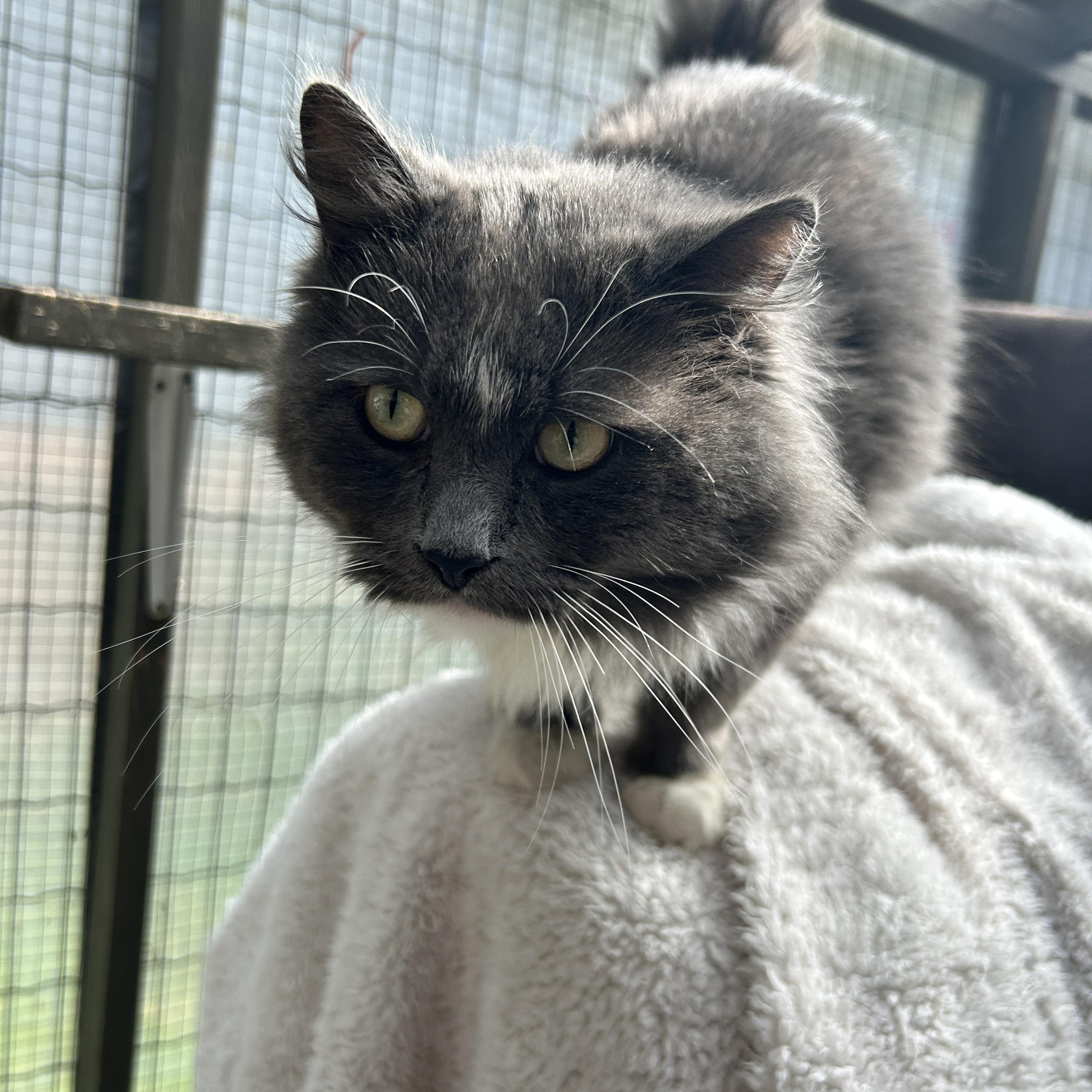 Enlarge Stream , an adopted Domestic Medium Hair in Maple Ridge, BC image 6/6