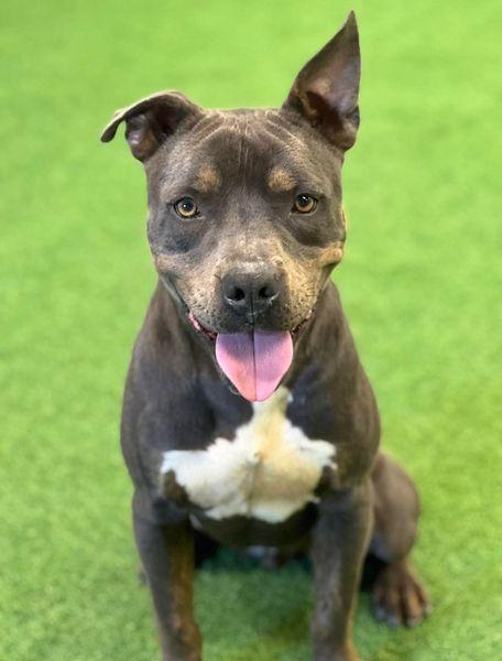 Diego, Adoptable, Adult Male American Staffordshire Terrier.