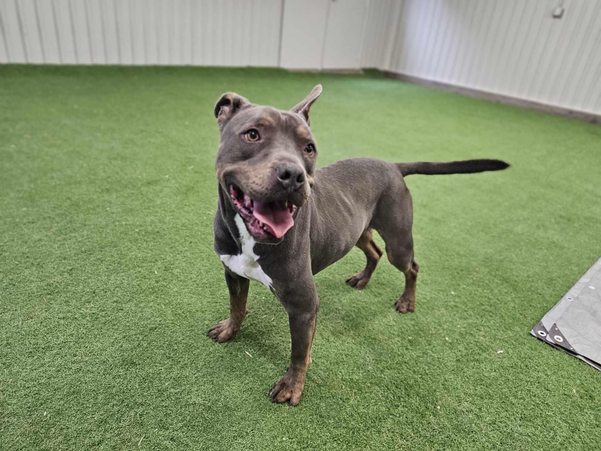 Diego, Adoptable, Adult Male American Staffordshire Terrier.