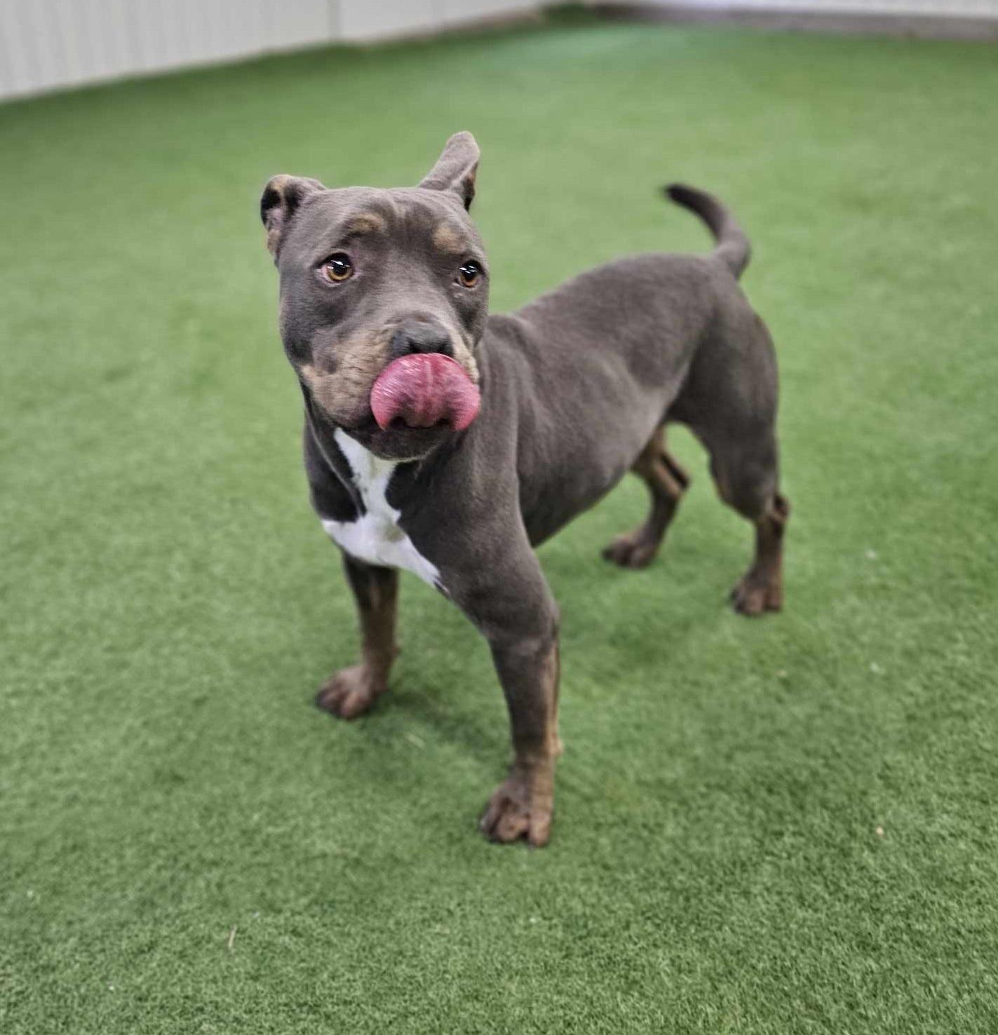 Enlarge Diego, a Adoptable mixed breed in San Angelo , TX image 3/6