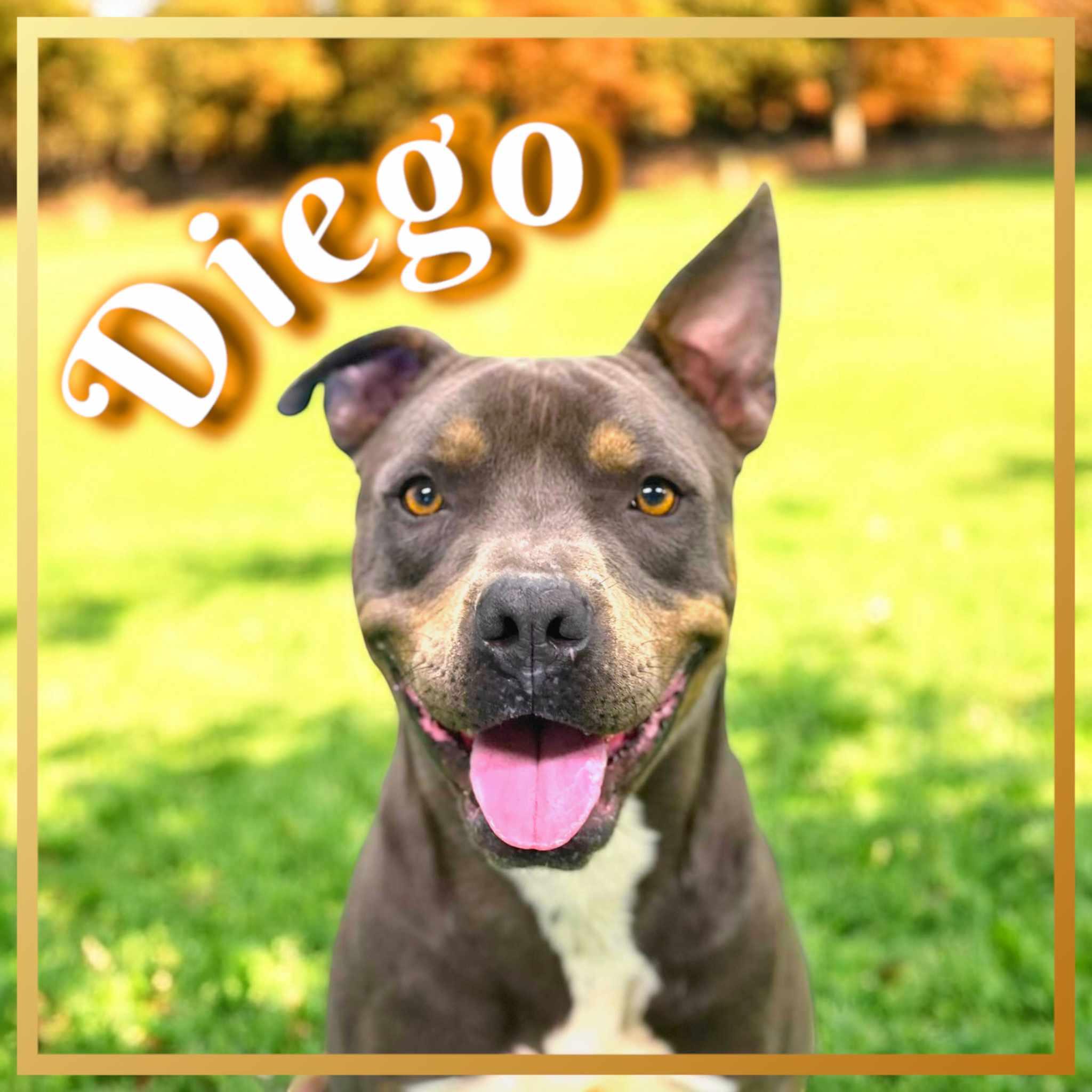 Enlarge Diego, a Adoptable mixed breed in San Angelo , TX image 4/6