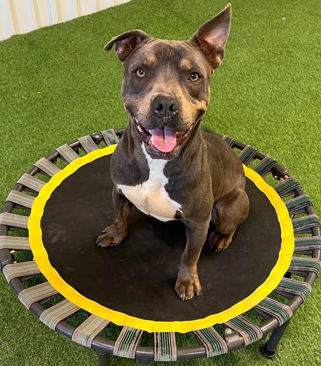 Enlarge Diego, a Adoptable mixed breed in San Angelo , TX image 5/6