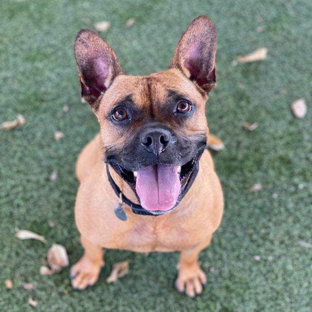 Ivy, Adoptable, Adult Female French Bulldog & Mixed Breed.