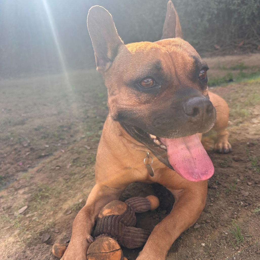 Enlarge Ivy, a Adoptable mixed breed in Riverside, CA image 3/6