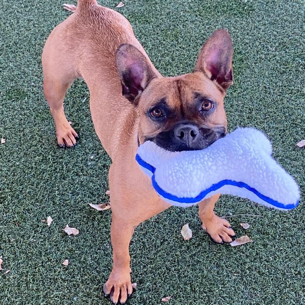 Enlarge Ivy, a Adoptable mixed breed in Riverside, CA image 4/6