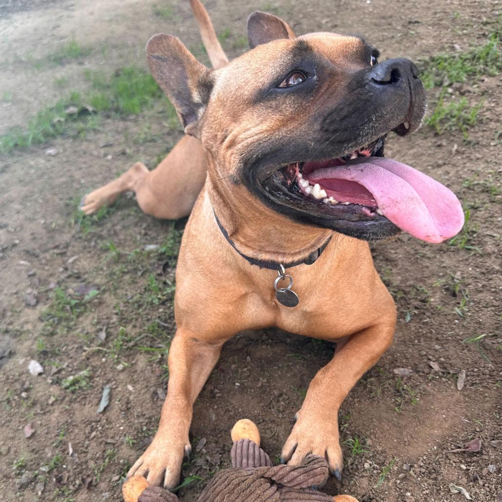 Enlarge Ivy, a Adoptable mixed breed in Riverside, CA image 5/6