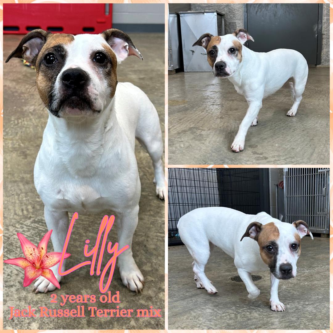 Lilly, adopted, Adult Female Jack Russell Terrier.