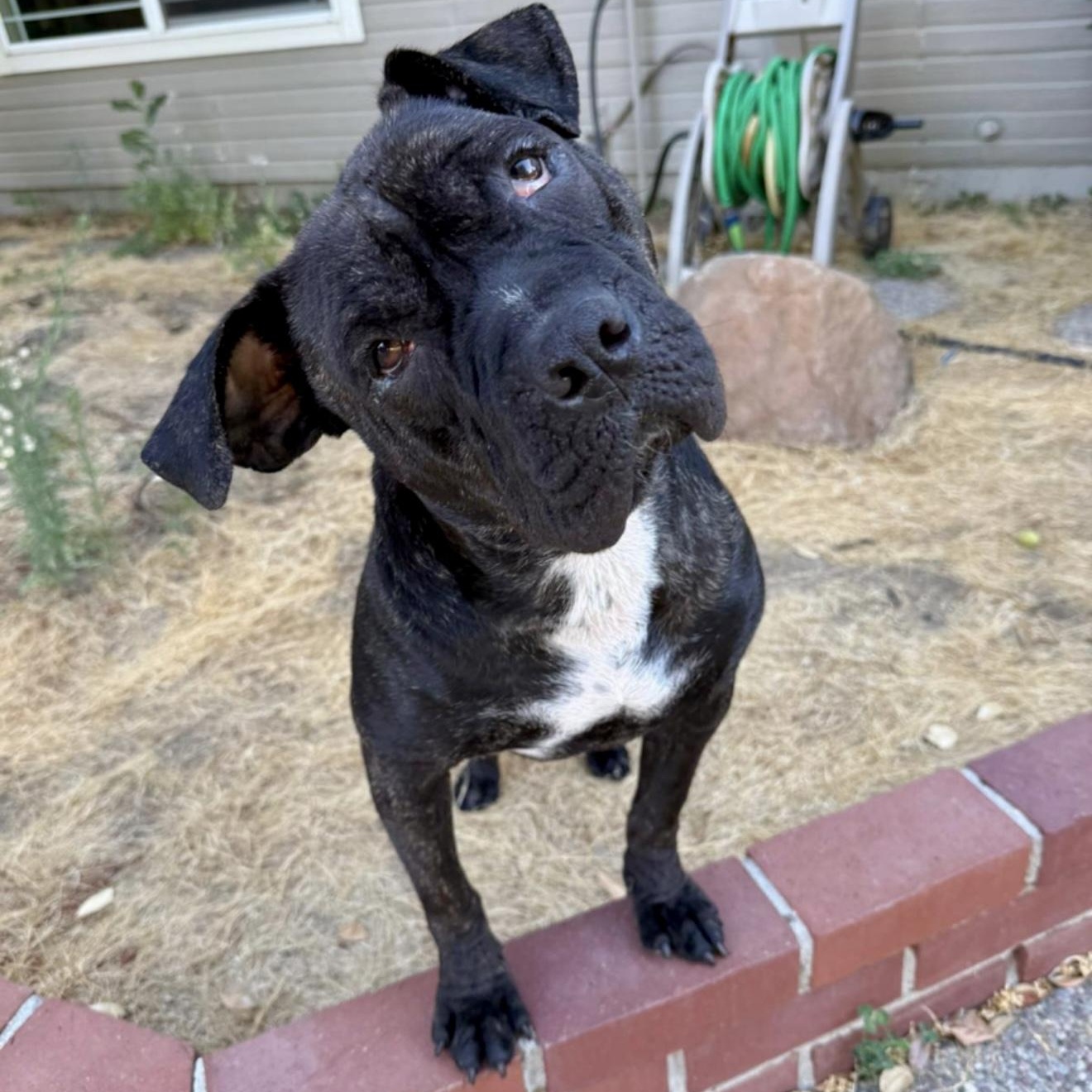 raz-ma-TAZ, a Adoptable mixed breed in Richmond , CA image 6/6