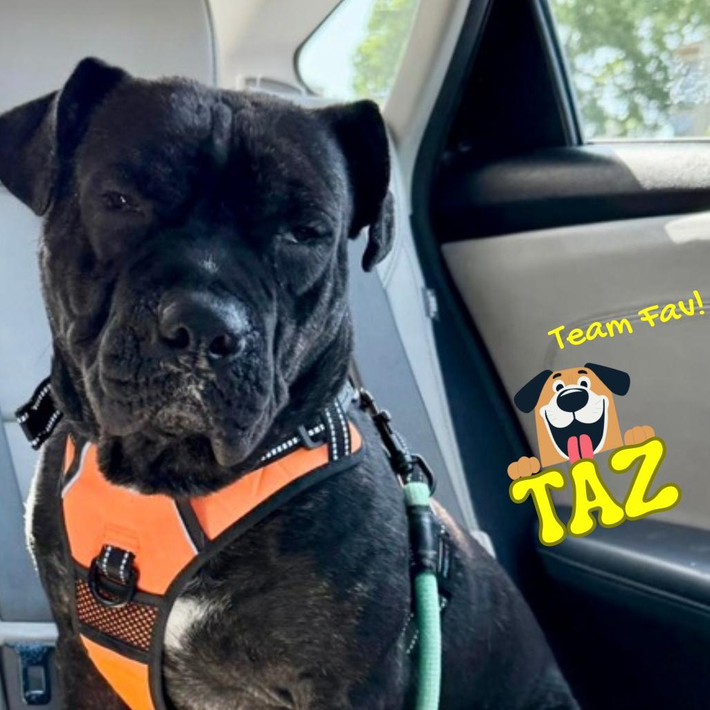 raz-ma-TAZ, a Adoptable mixed breed in Richmond , CA image 3/6