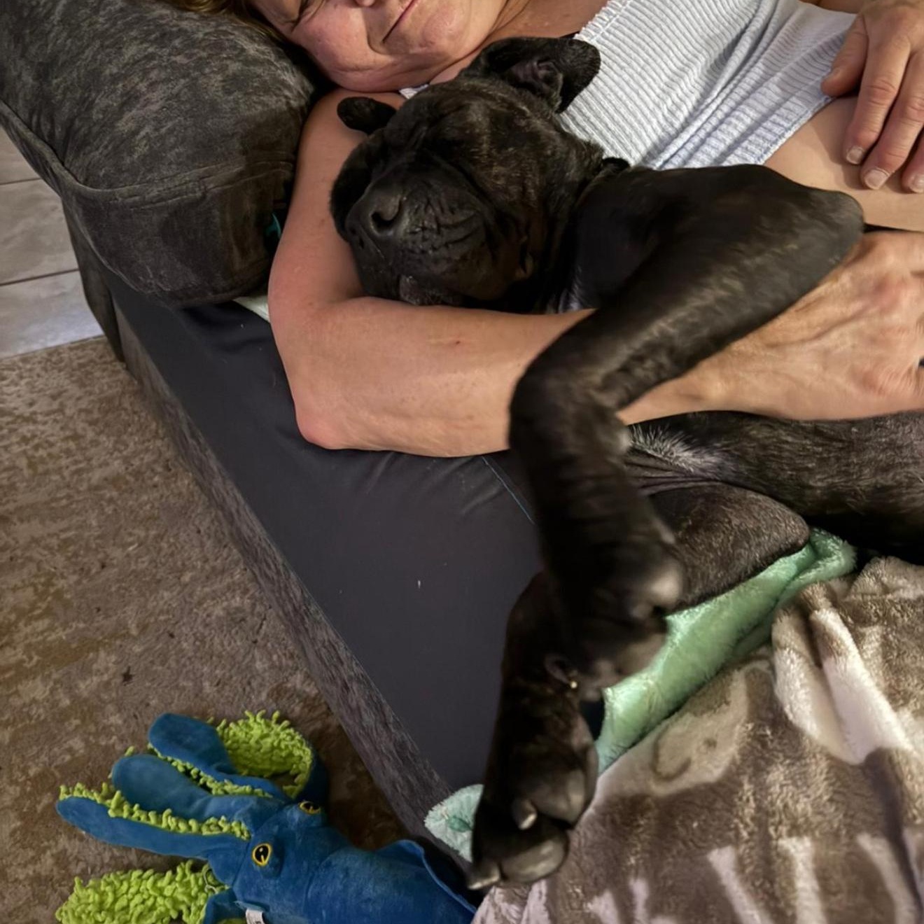 raz-ma-TAZ, a Adoptable mixed breed in Richmond , CA image 4/6