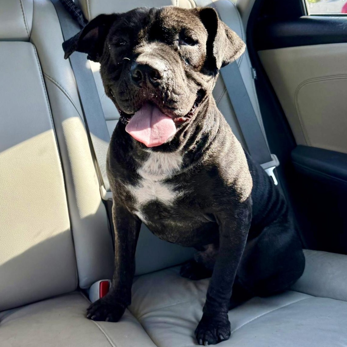 raz-ma-TAZ, Adoptable, Young Male American Bully & Terrier.