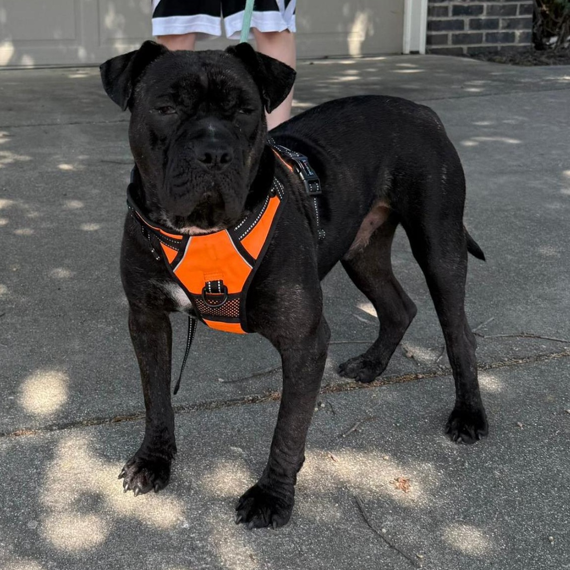 raz-ma-TAZ, a Adoptable mixed breed in Richmond , CA image 2/6