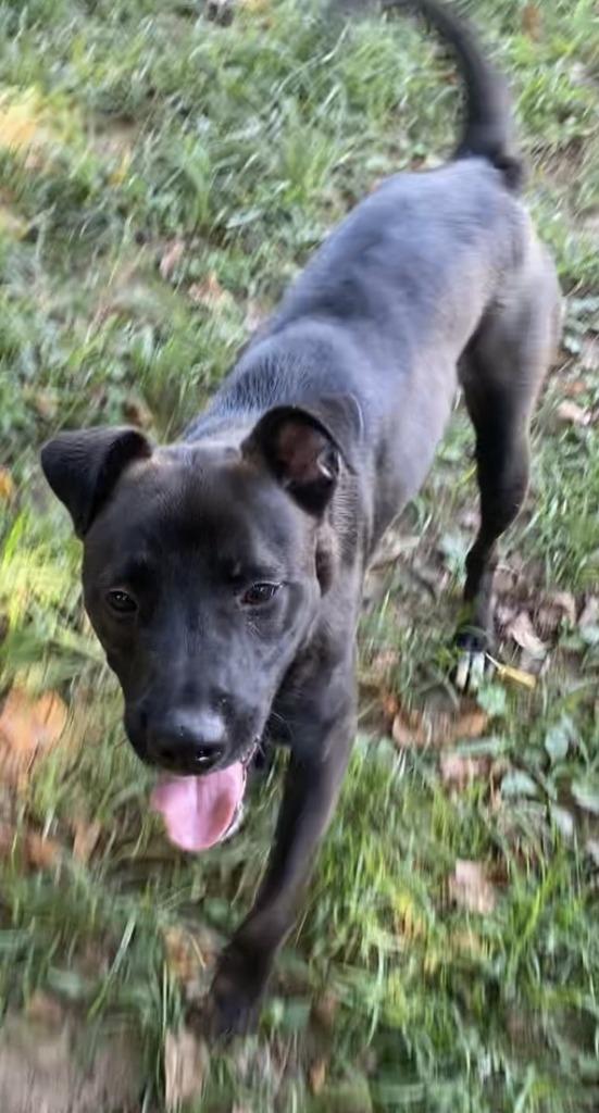 Enlarge Richie, a Adoptable Labrador Retriever in Little Rock, AR image 1/1