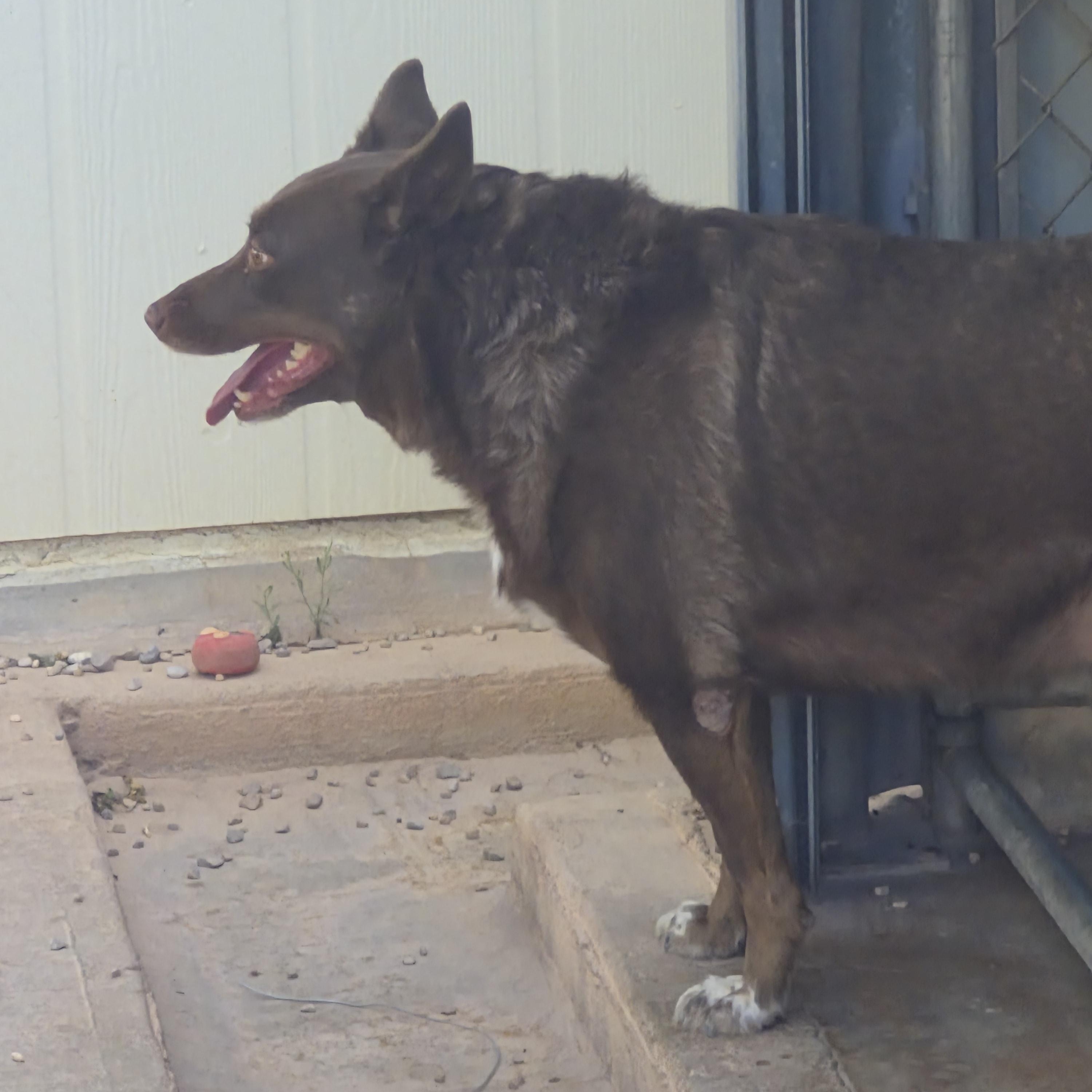 Enlarge Ellie Mae, a Adoptable Australian Kelpie in Tombstone, AZ image 4/6