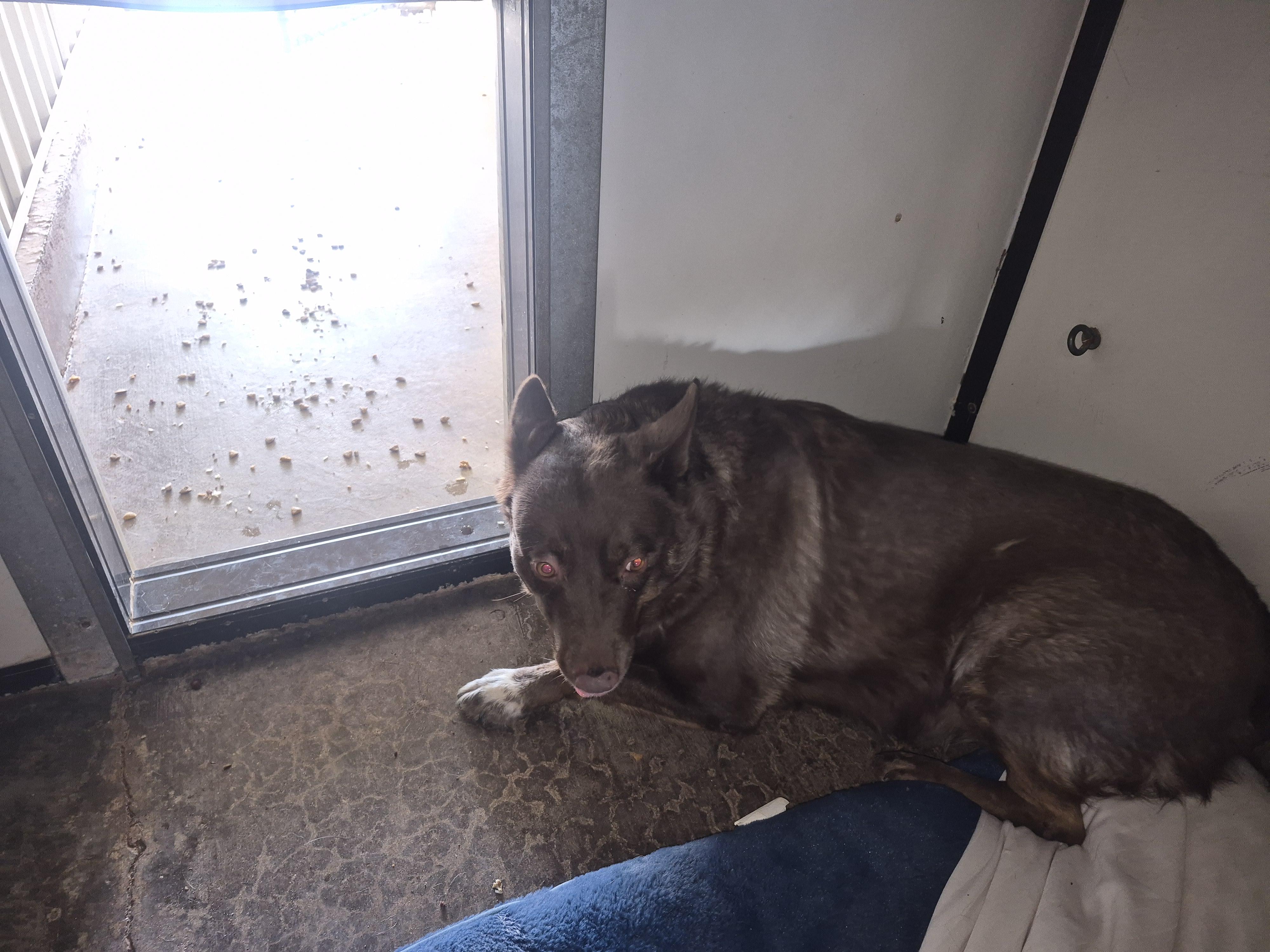 Enlarge Ellie Mae, a Adoptable Australian Kelpie in Tombstone, AZ image 2/6