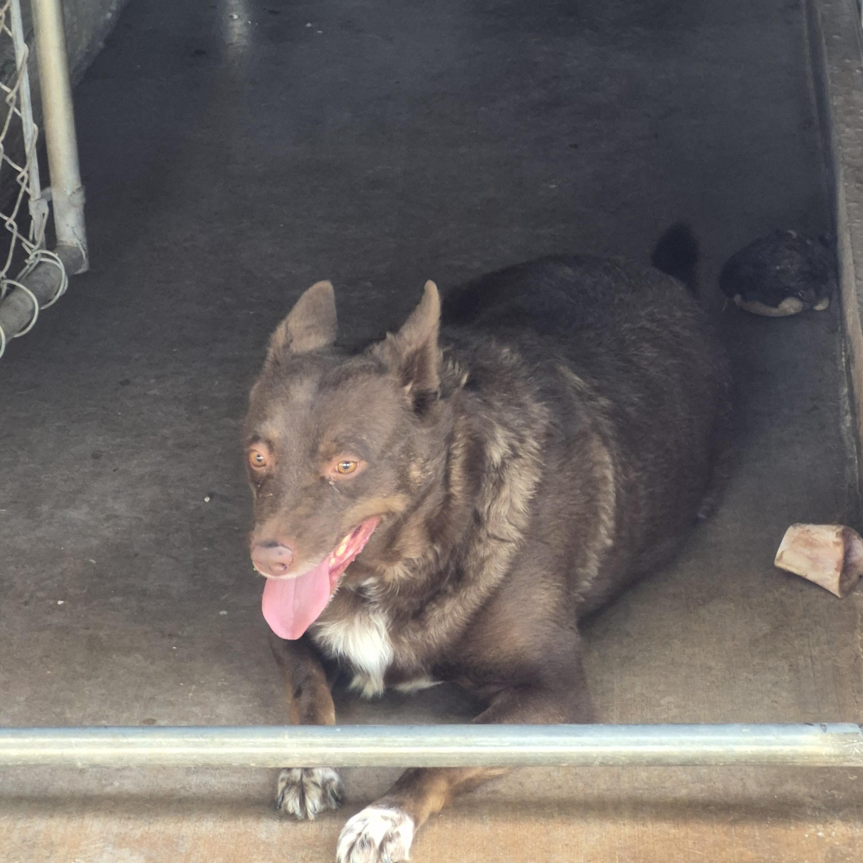 Enlarge Ellie Mae, a Adoptable Australian Kelpie in Tombstone, AZ image 3/6