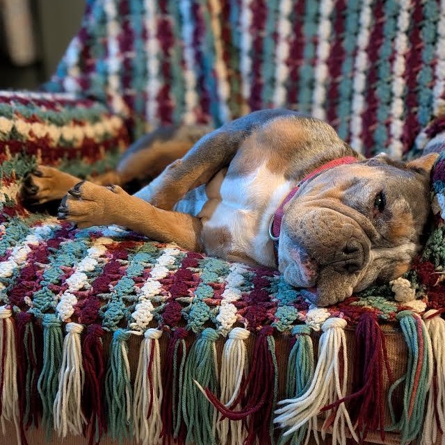 Enlarge Aoki Lee, a Adoptable mixed breed in Midlothian, VA image 2/6