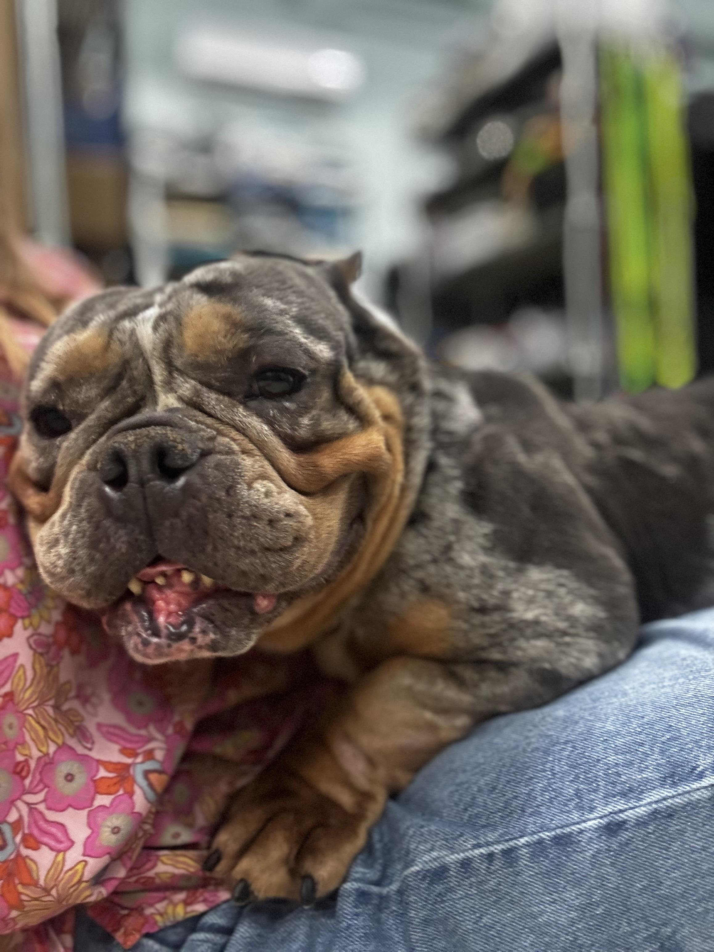 Enlarge Aoki Lee, a ADOPTABLE mixed breed in Midlothian, VA image 2/6
