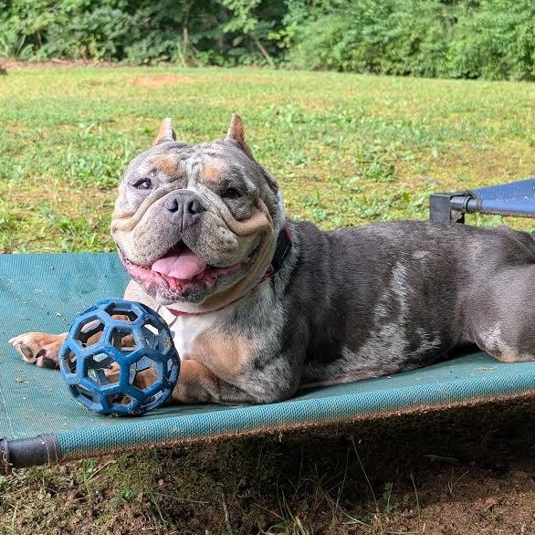 Aoki Lee, Adoptable, Young Female American Bully & English Bulldog.