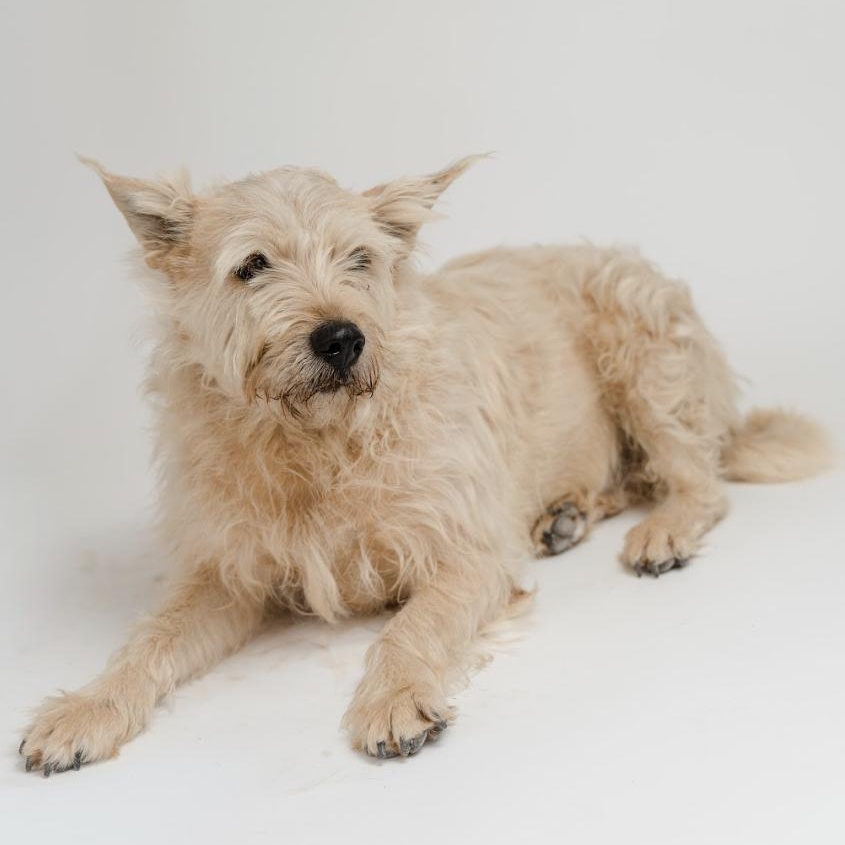 Pearl — thumbnail 3