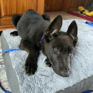 JJ 5/12/2026, Adoptable, Puppy Male German Shepherd Dog & Belgian Shepherd / Malinois.