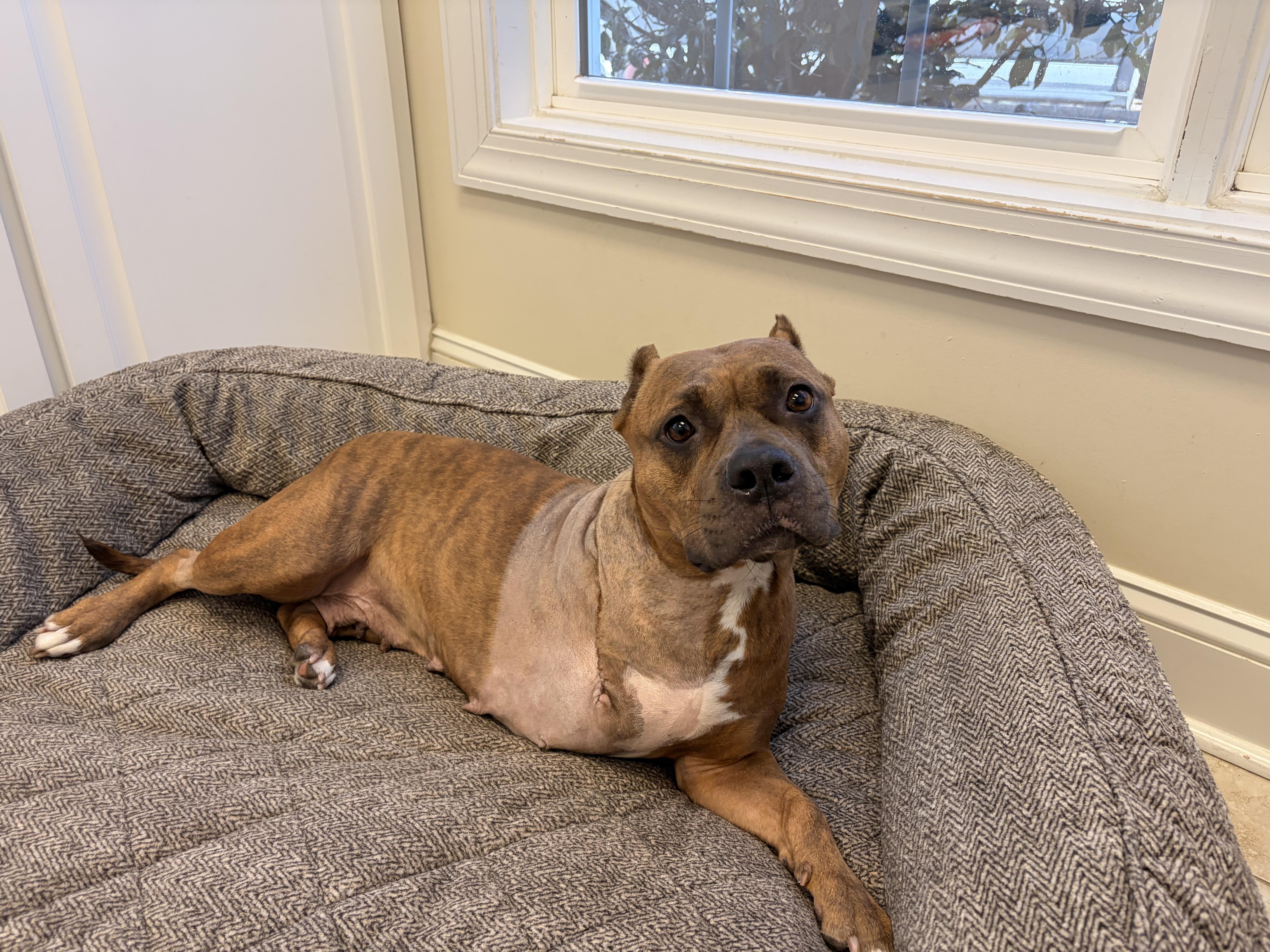 Bridget, Adoptable, Adult Female American Staffordshire Terrier.