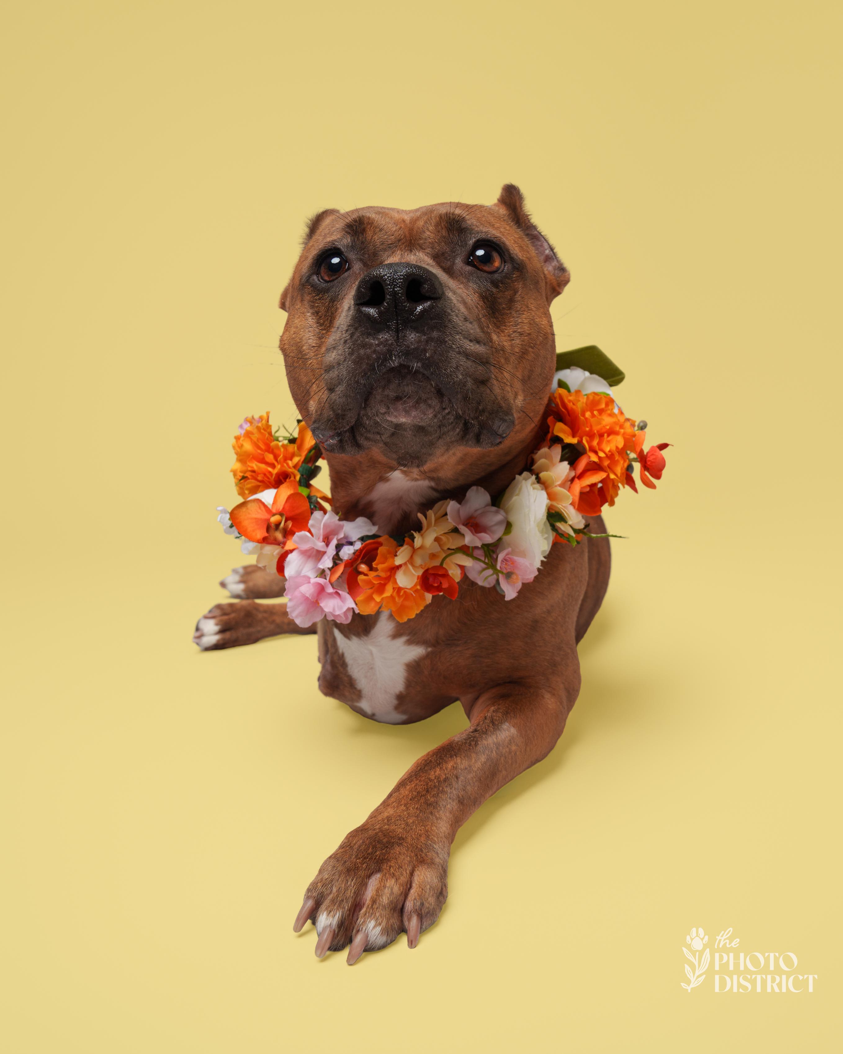 Enlarge Bridget, a Adoptable mixed breed in Winnabow, NC image 2/6