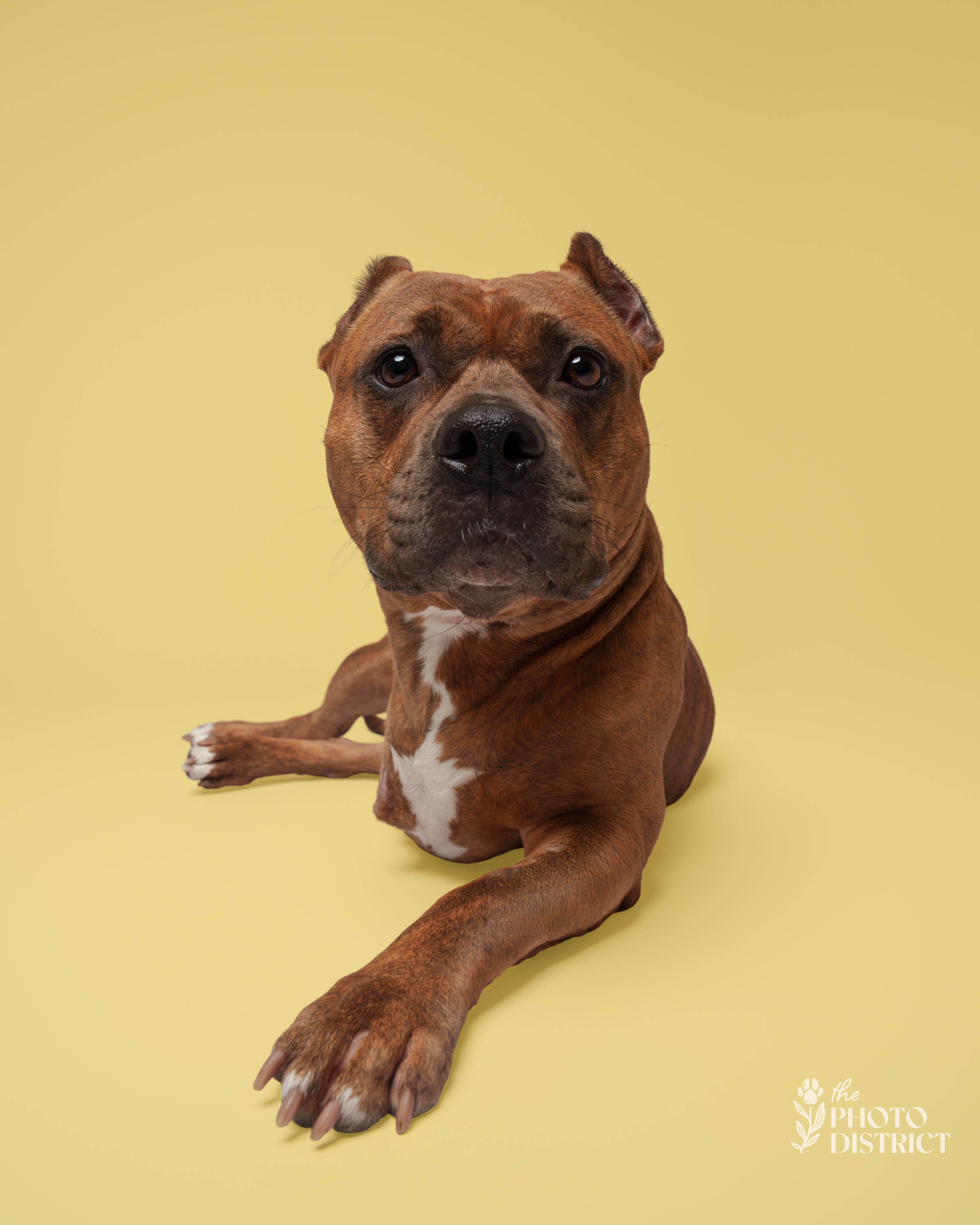 Enlarge Bridget, a Adoptable mixed breed in Winnabow, NC image 3/6
