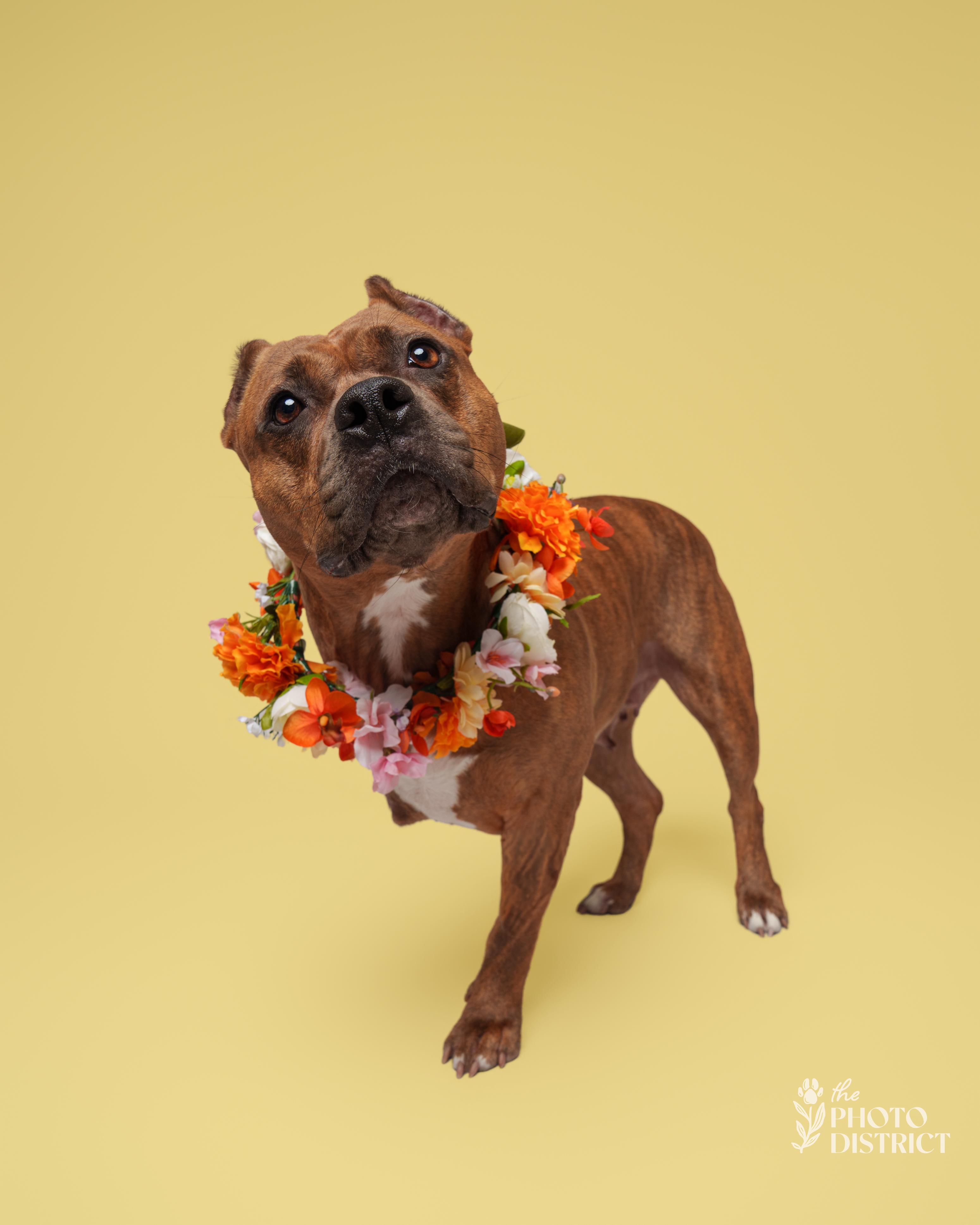 Enlarge Bridget, a Adoptable mixed breed in Winnabow, NC image 4/6