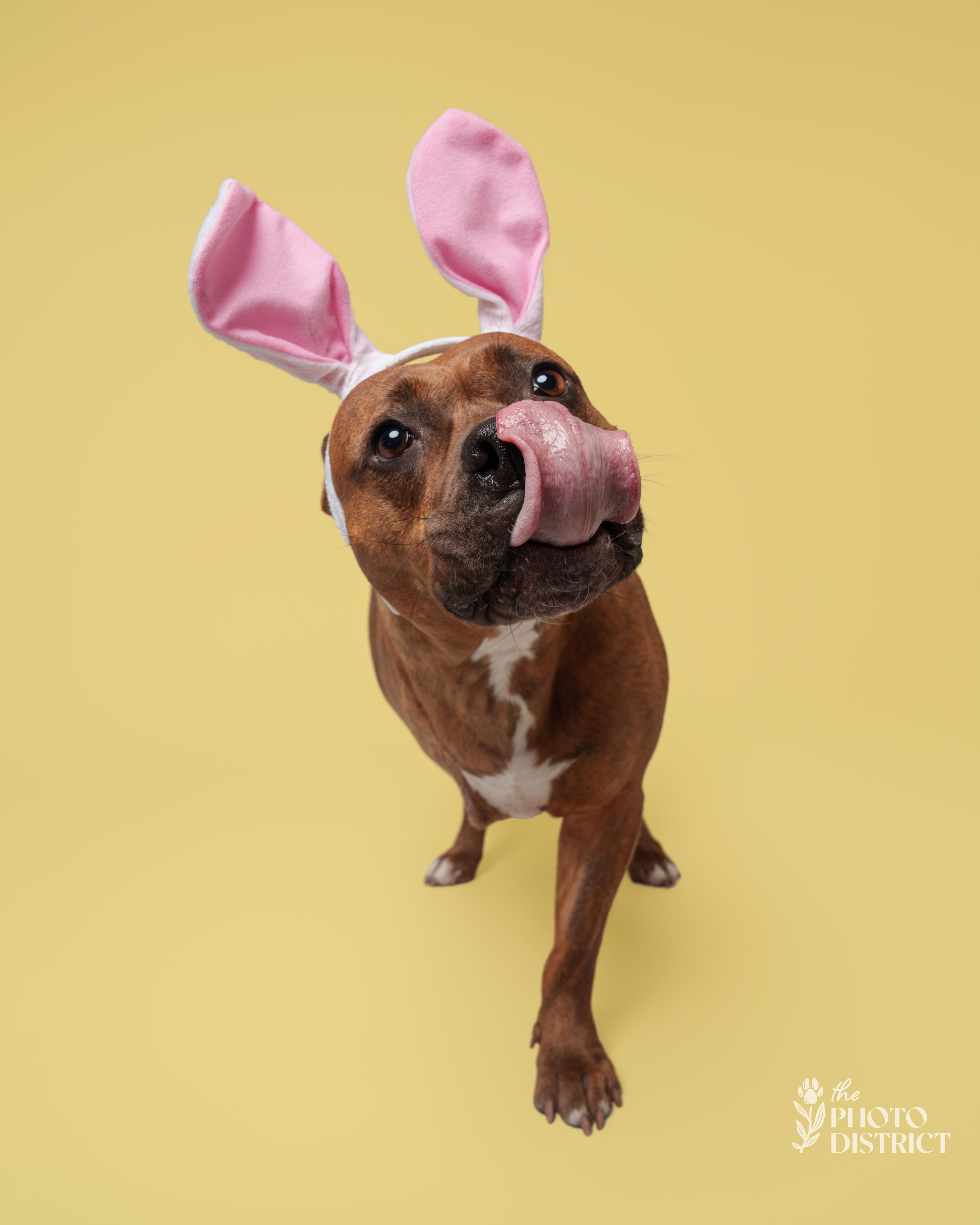 Enlarge Bridget, a Adoptable mixed breed in Winnabow, NC image 5/6