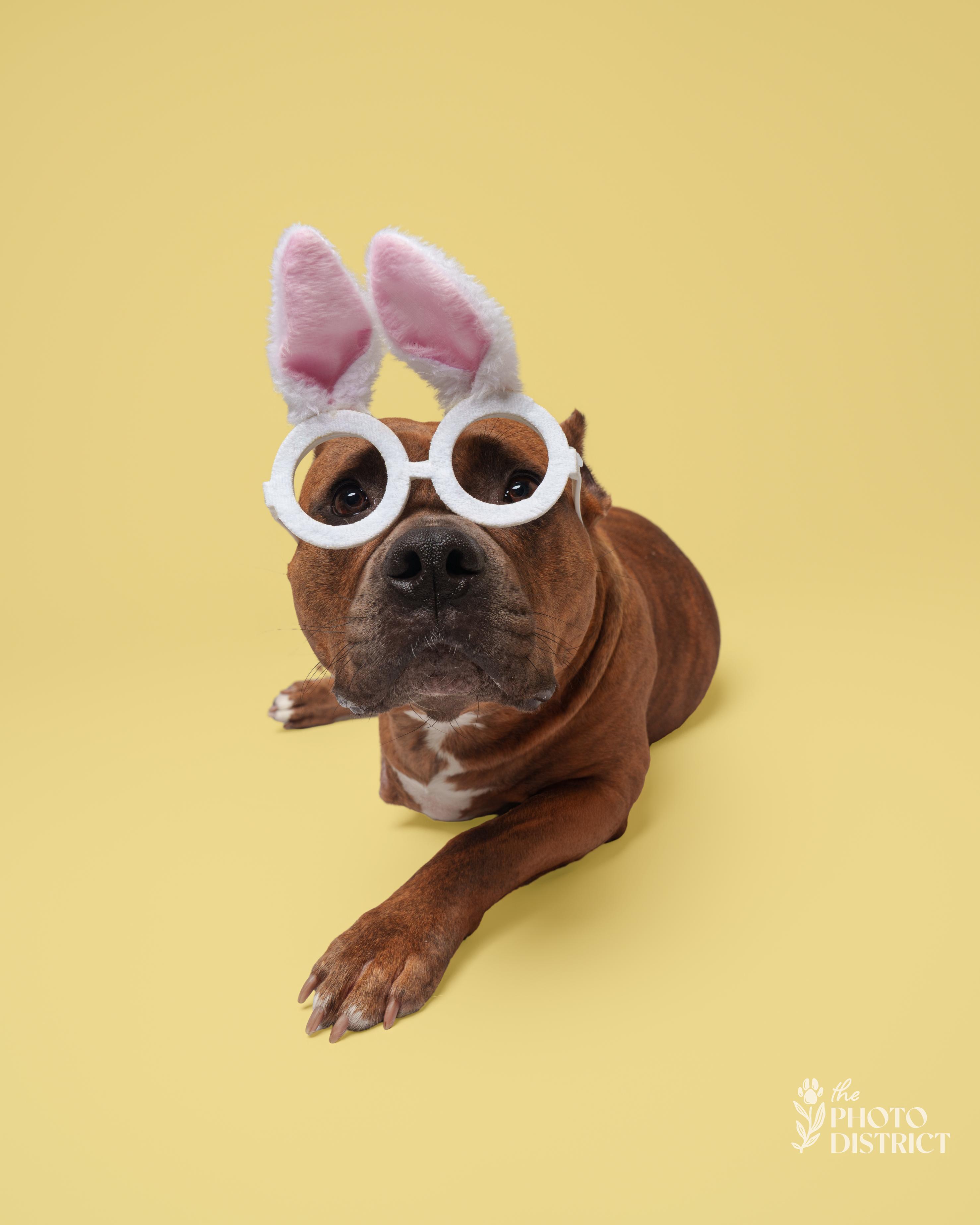 Enlarge Bridget, a Adoptable mixed breed in Winnabow, NC image 6/6