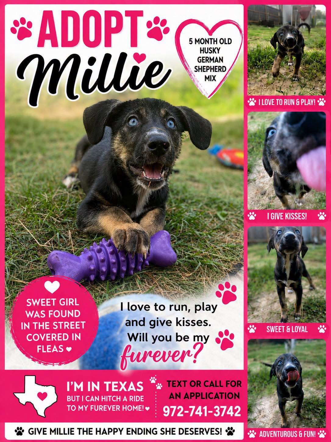 Enlarge Millie, a ADOPTABLE mixed breed in San Antonio, TX image 2/2