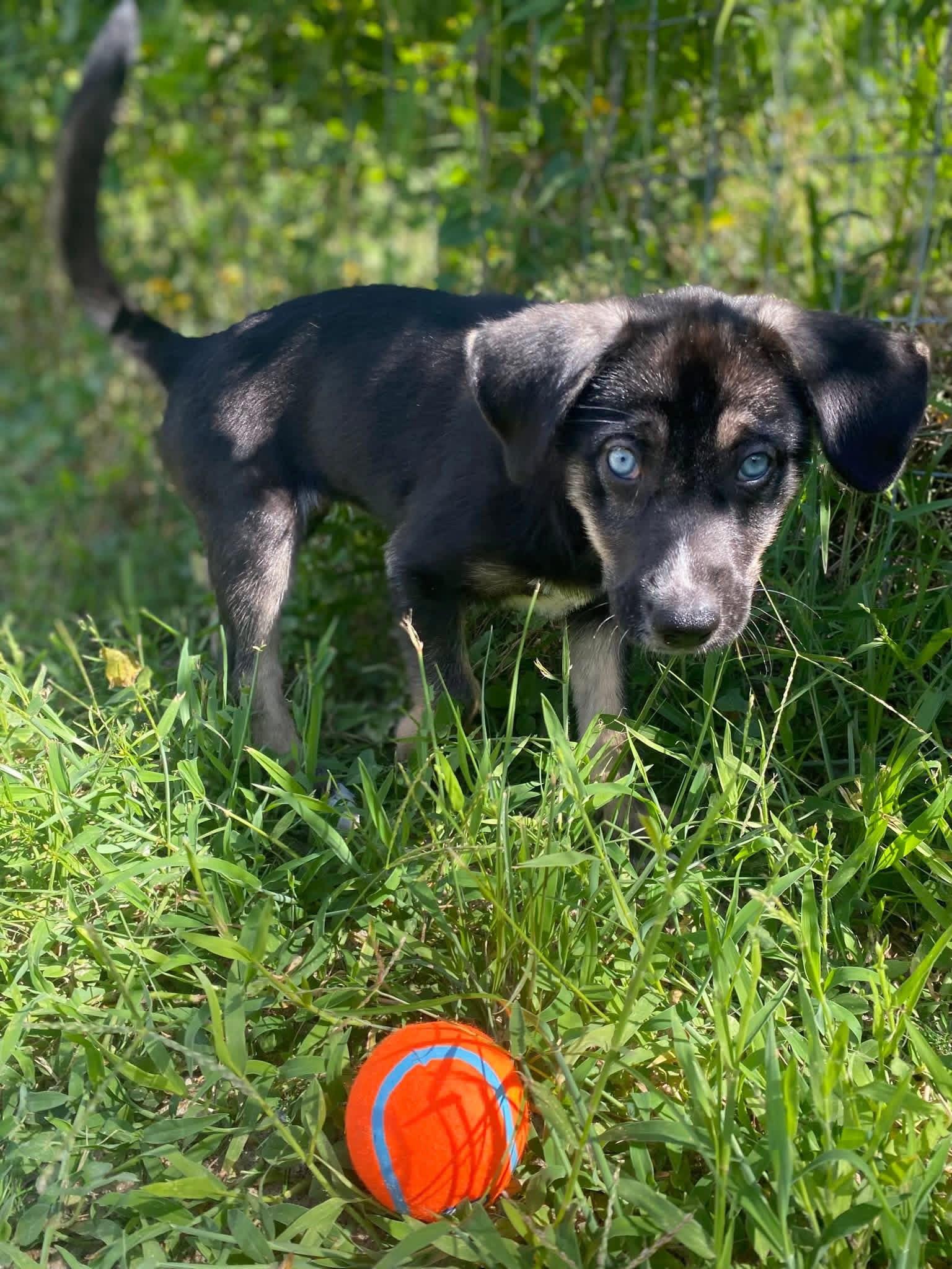 Millie, ADOPTABLE, Puppy Female German Shepherd Dog & Husky.