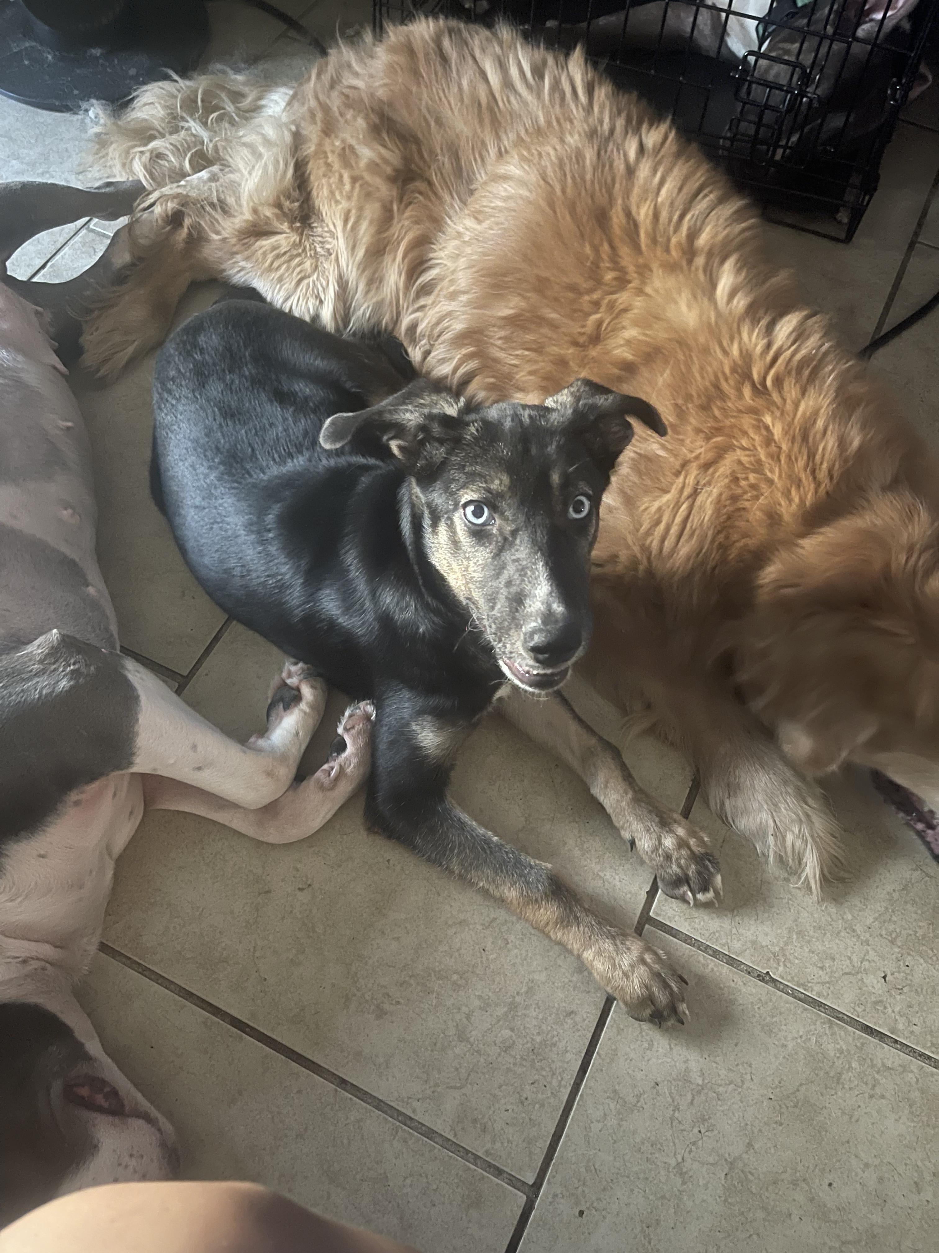 Enlarge Millie, a ADOPTABLE mixed breed in San Antonio, TX image 3/3