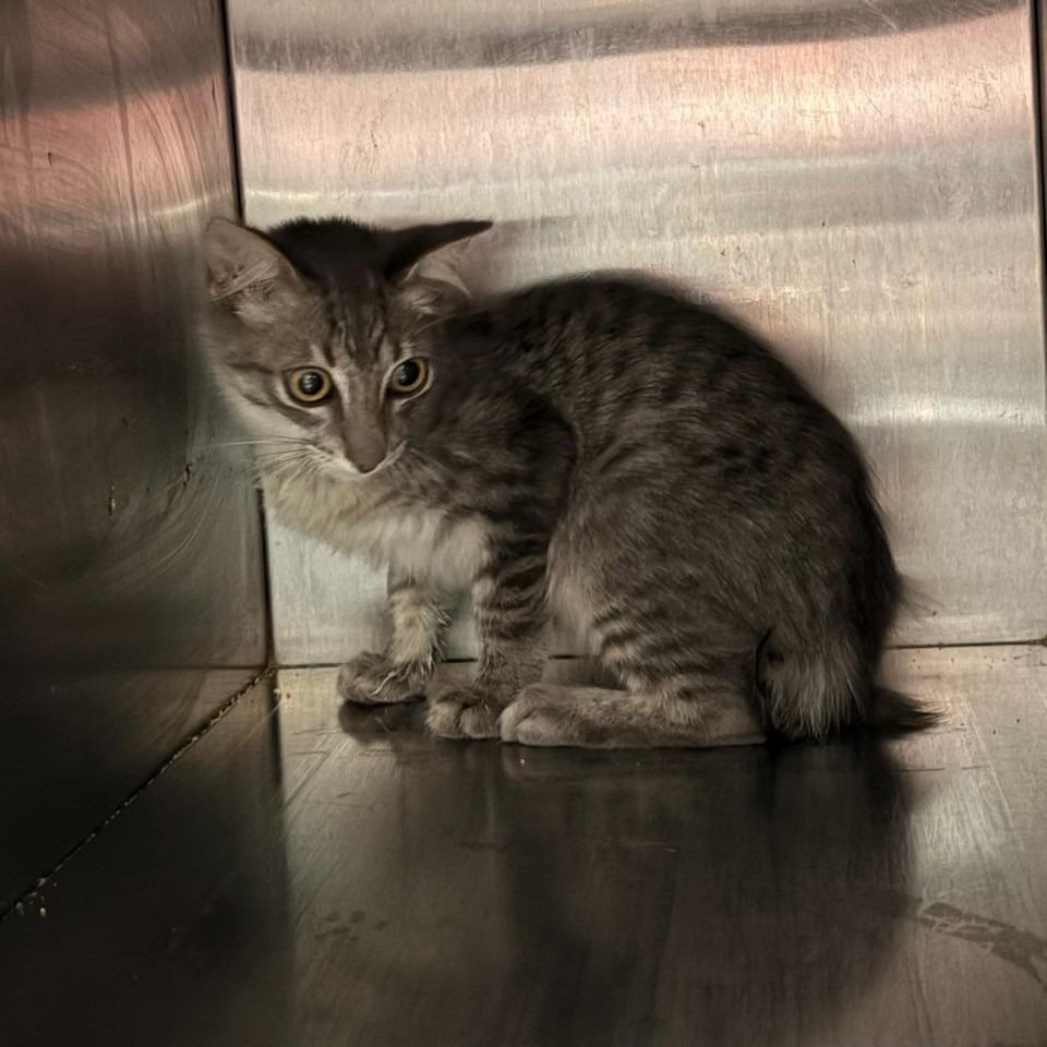 Whiskey Sour, Adoptable, Kitten Male Siamese & Domestic Short Hair.