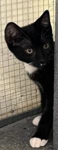 Henna 1207, Adoptable, Kitten Female Domestic Short Hair.