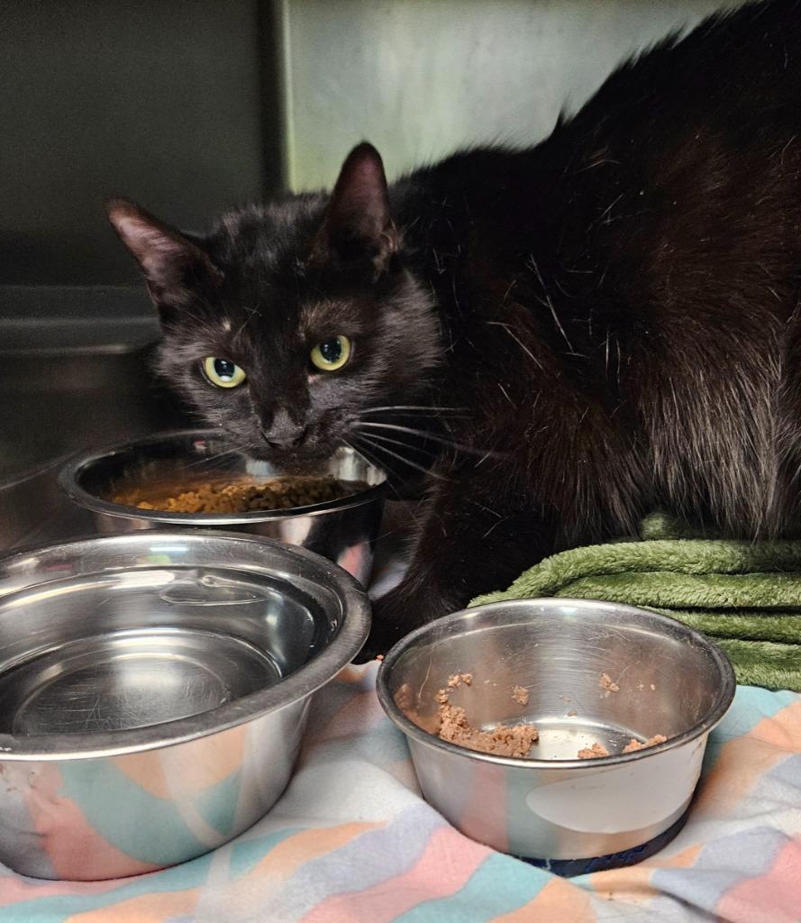 Sabrina, Adopted, Young Female Domestic Short Hair.