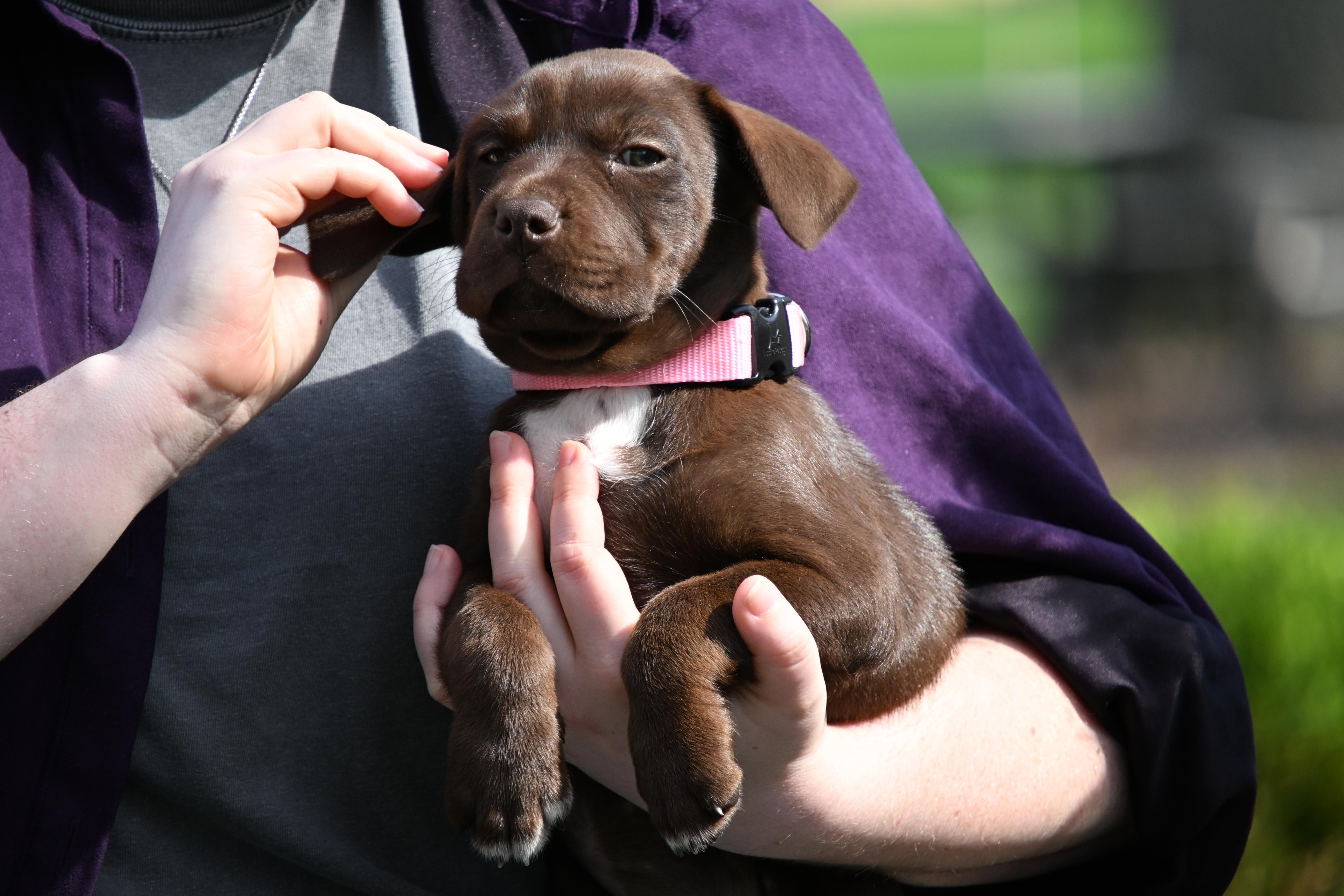 Atlas, ADOPTABLE, Puppy Female English Pointer.