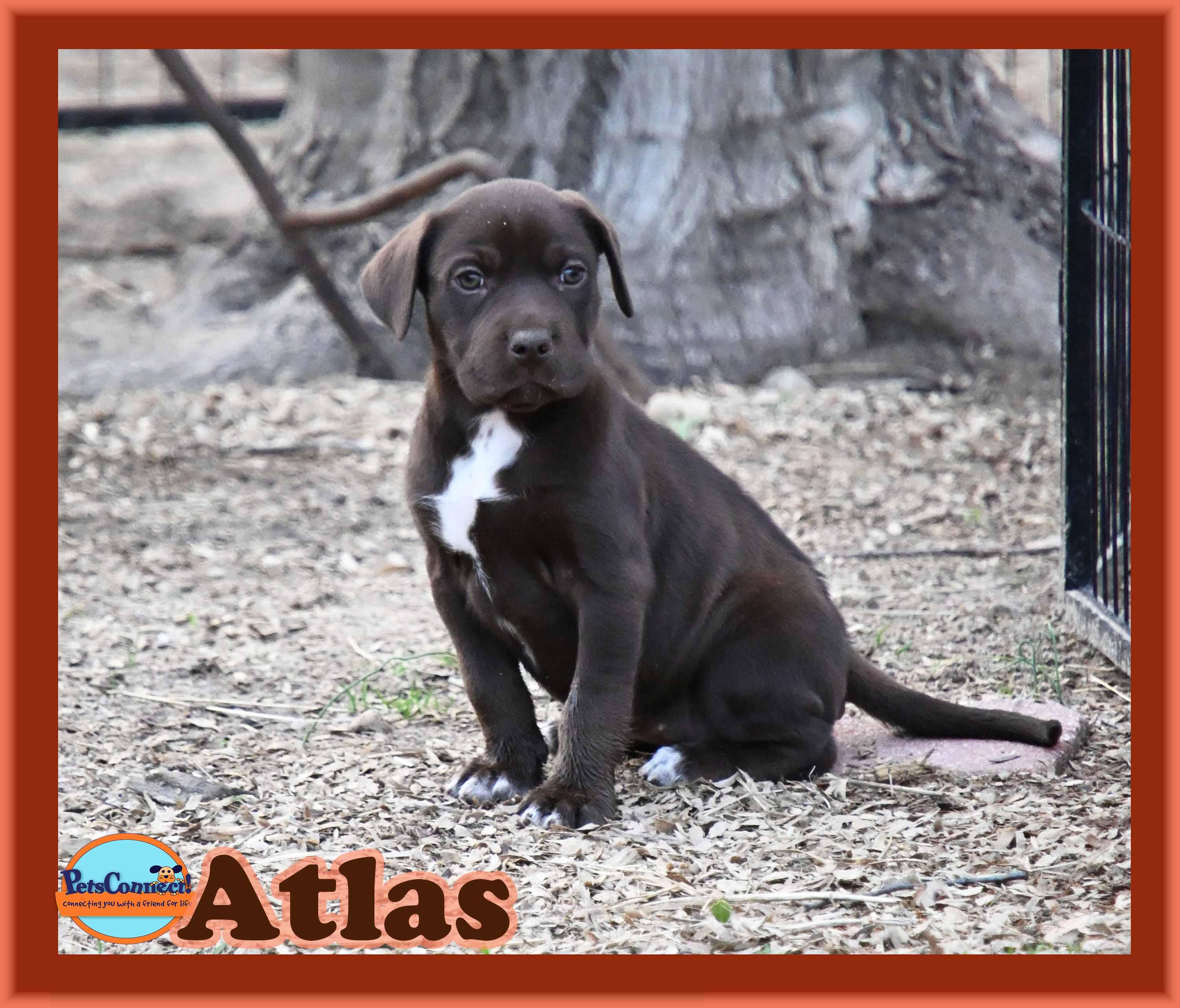 Enlarge Atlas, a ADOPTABLE mixed breed in South Bend, IN image 4/6