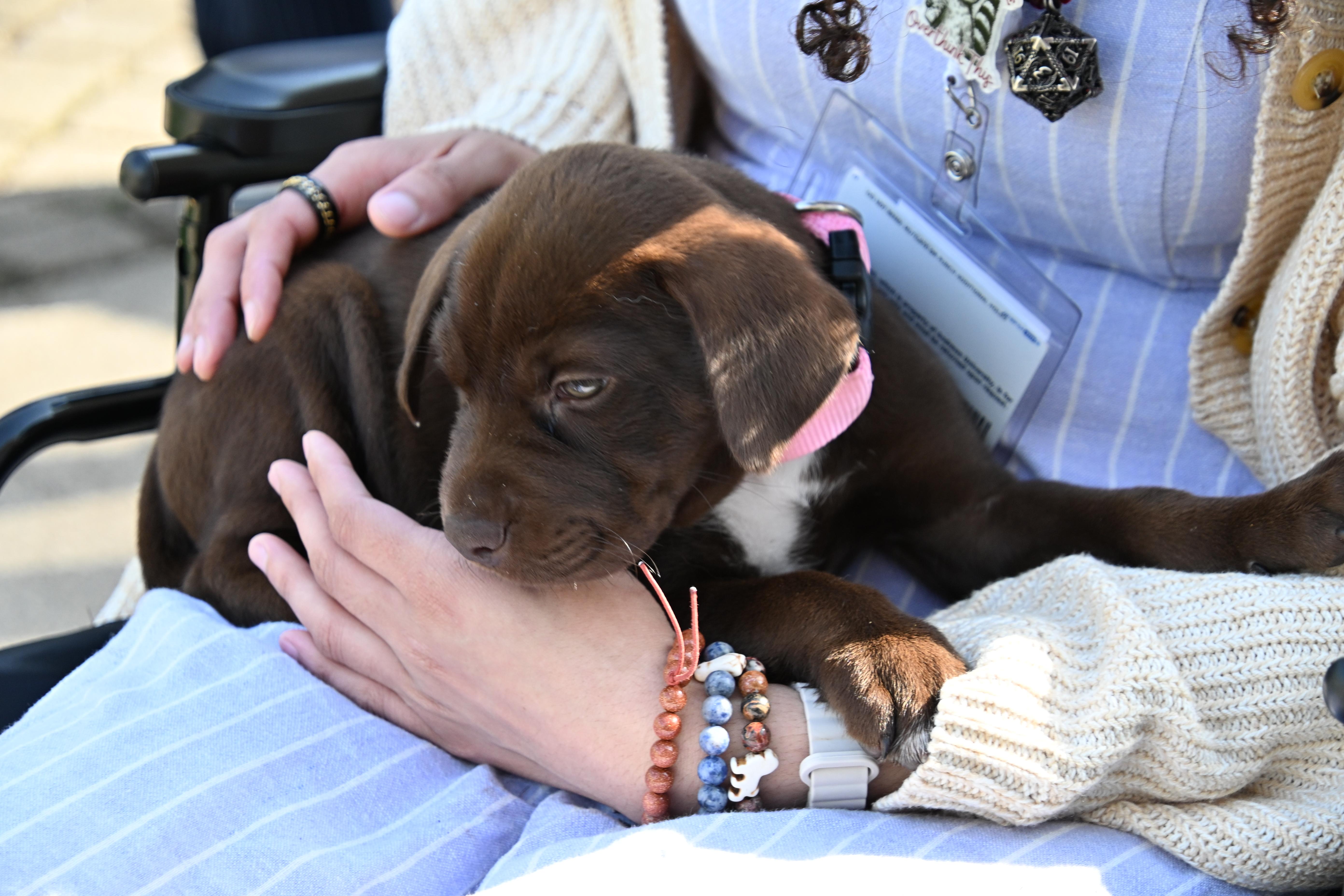 Enlarge Atlas, a ADOPTABLE mixed breed in South Bend, IN image 6/6