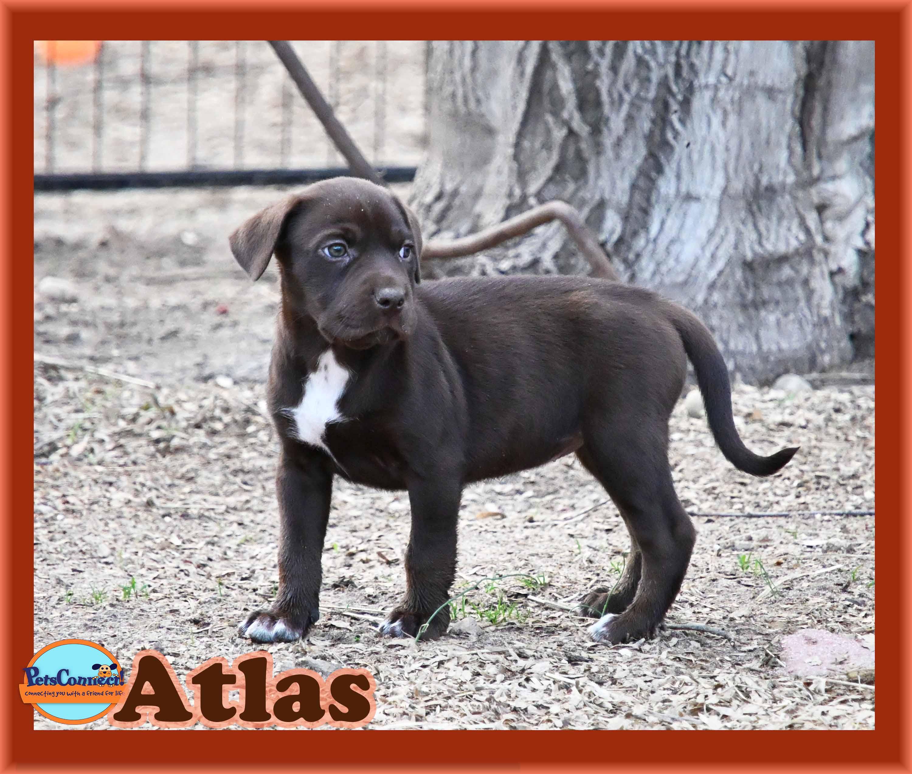 Enlarge Atlas, a ADOPTABLE mixed breed in South Bend, IN image 5/6