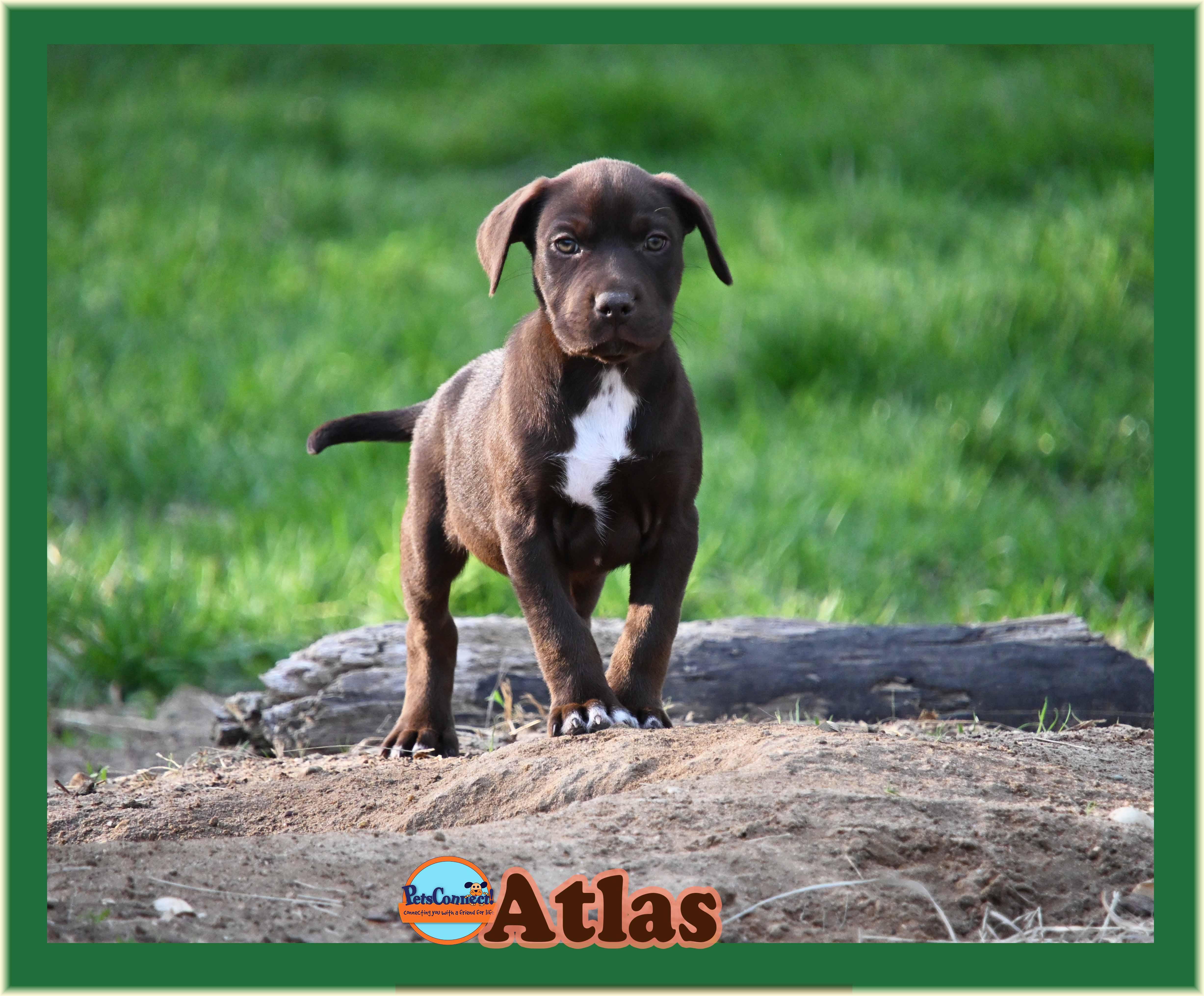 Enlarge Atlas, a ADOPTABLE mixed breed in South Bend, IN image 2/6