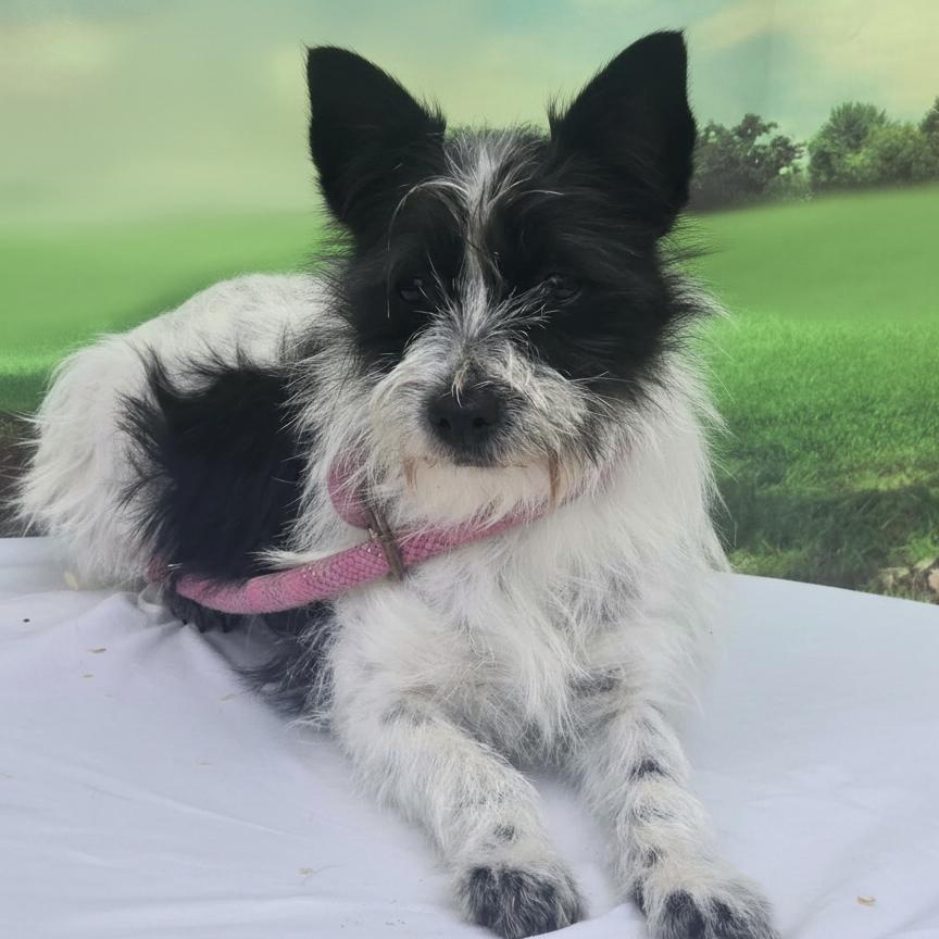 Taffy , ADOPTABLE, Young Female Yorkshire Terrier & Chihuahua.