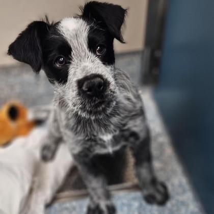 Enlarge Pretzel, a ADOPTABLE Australian Cattle Dog / Blue Heeler in Santa Cruz, CA image 1/1